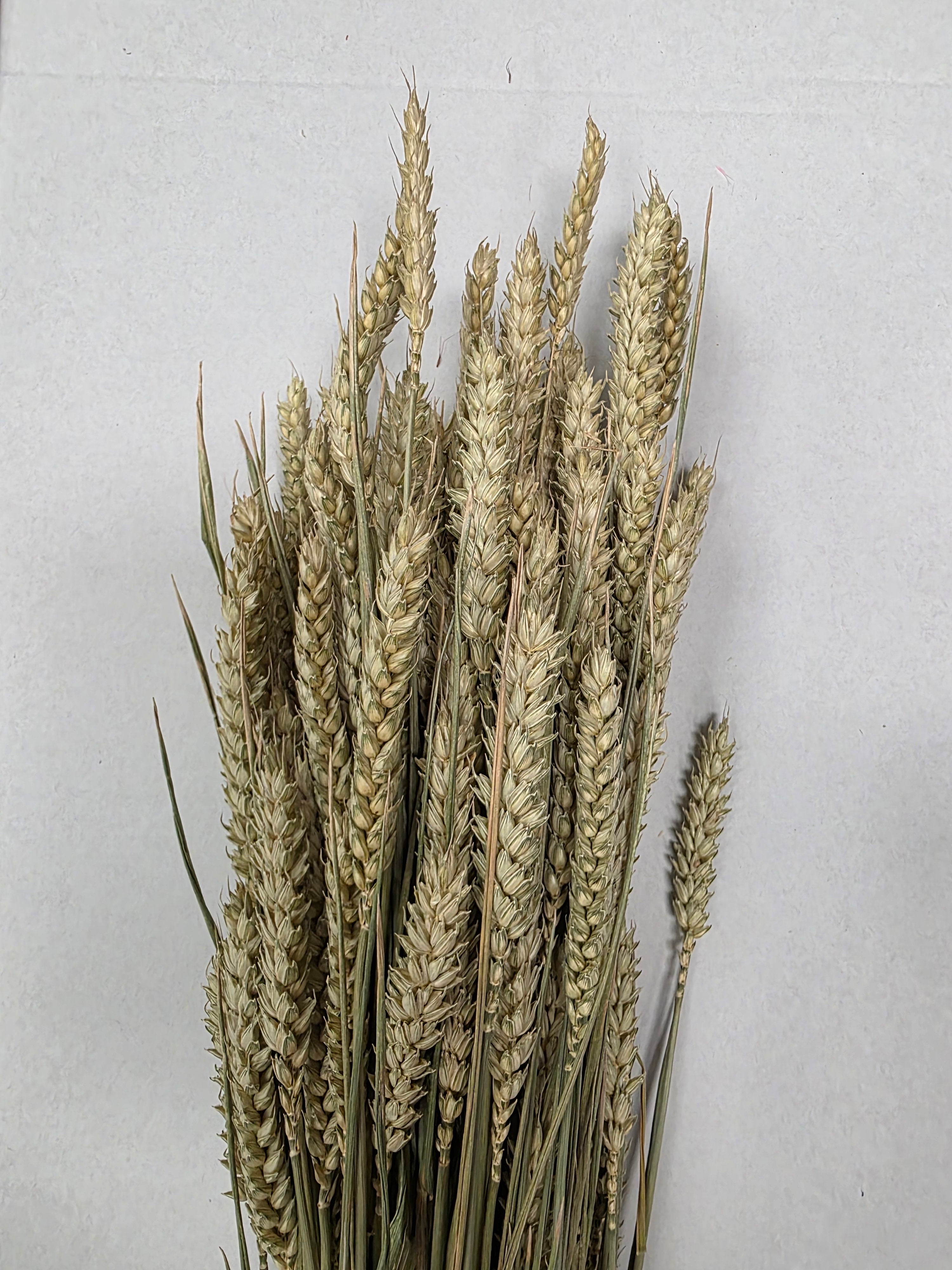 Dried Wheat Naturel(Pack of 5)