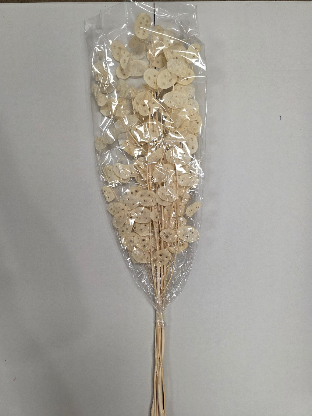 Lunaria Wit