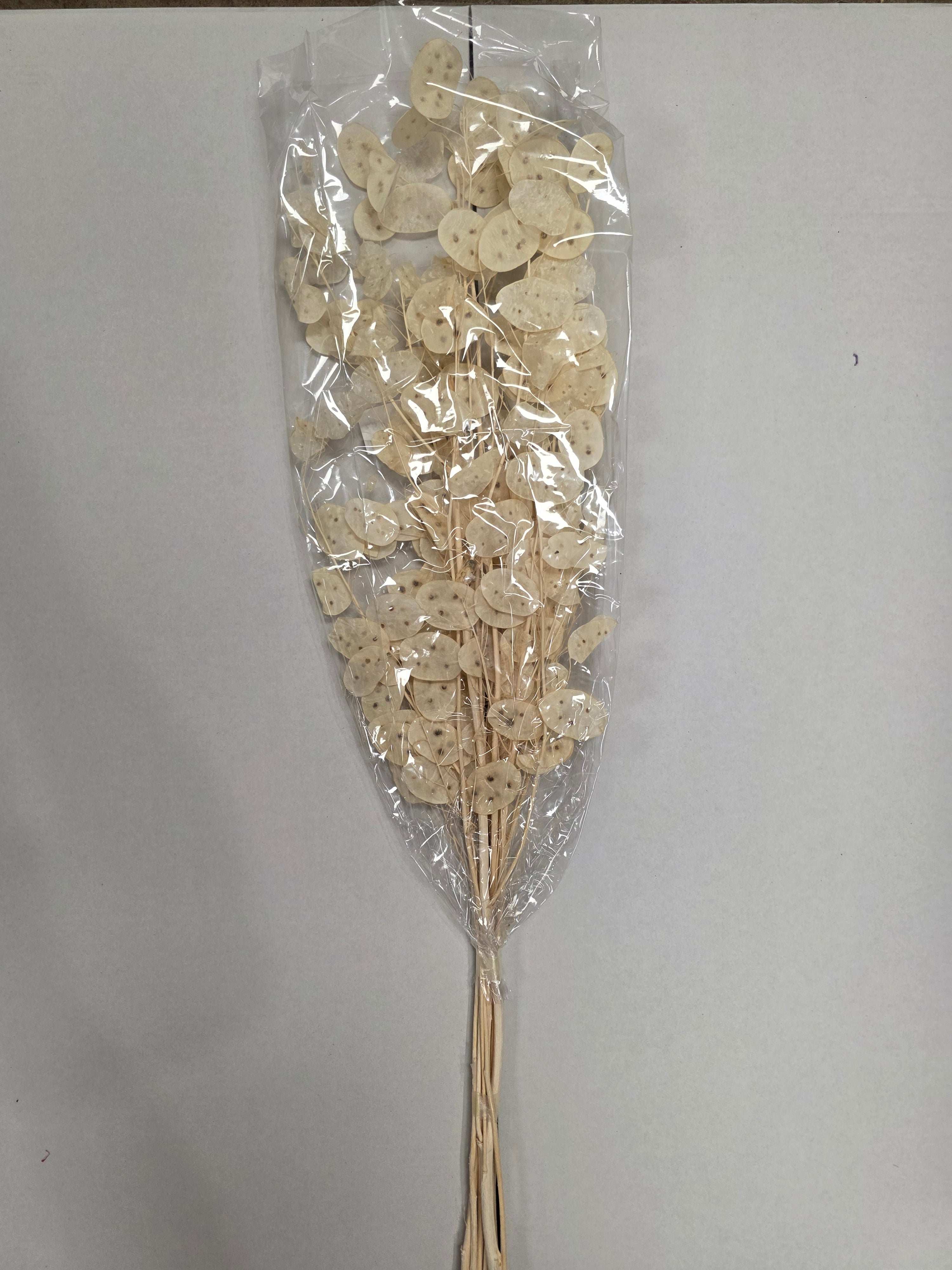Lunaria Wit