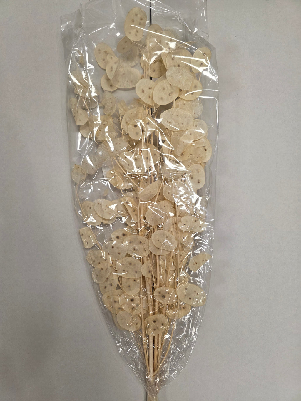 Lunaria Wit