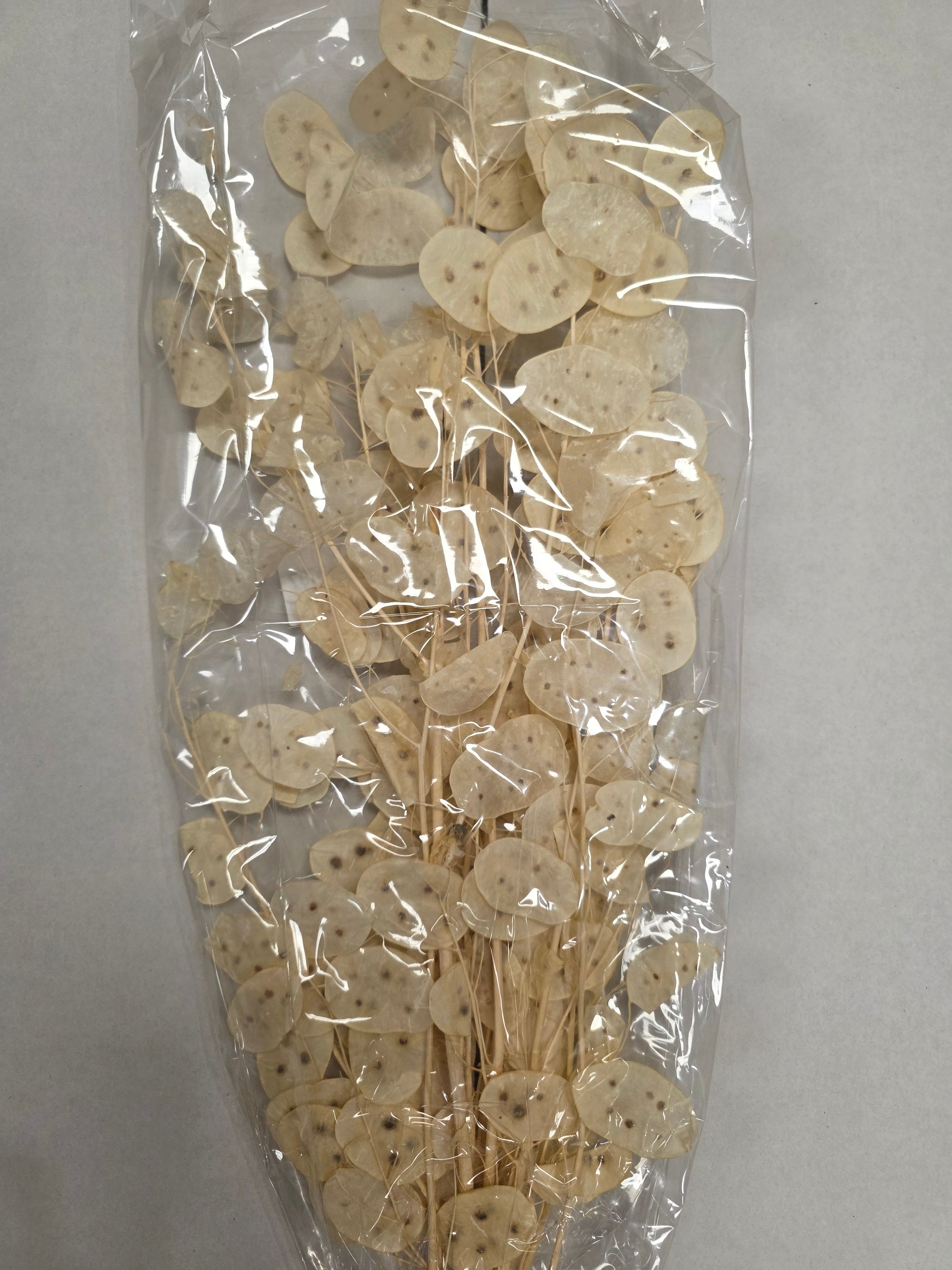 Lunaria Wit