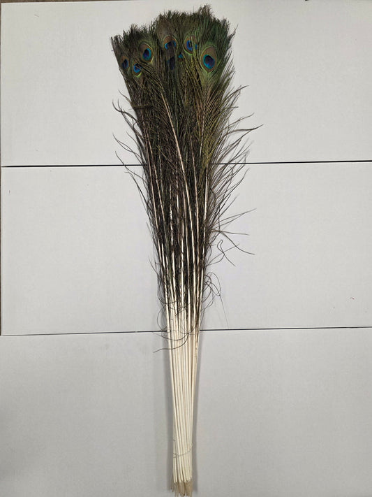 Peacock Feathers X50