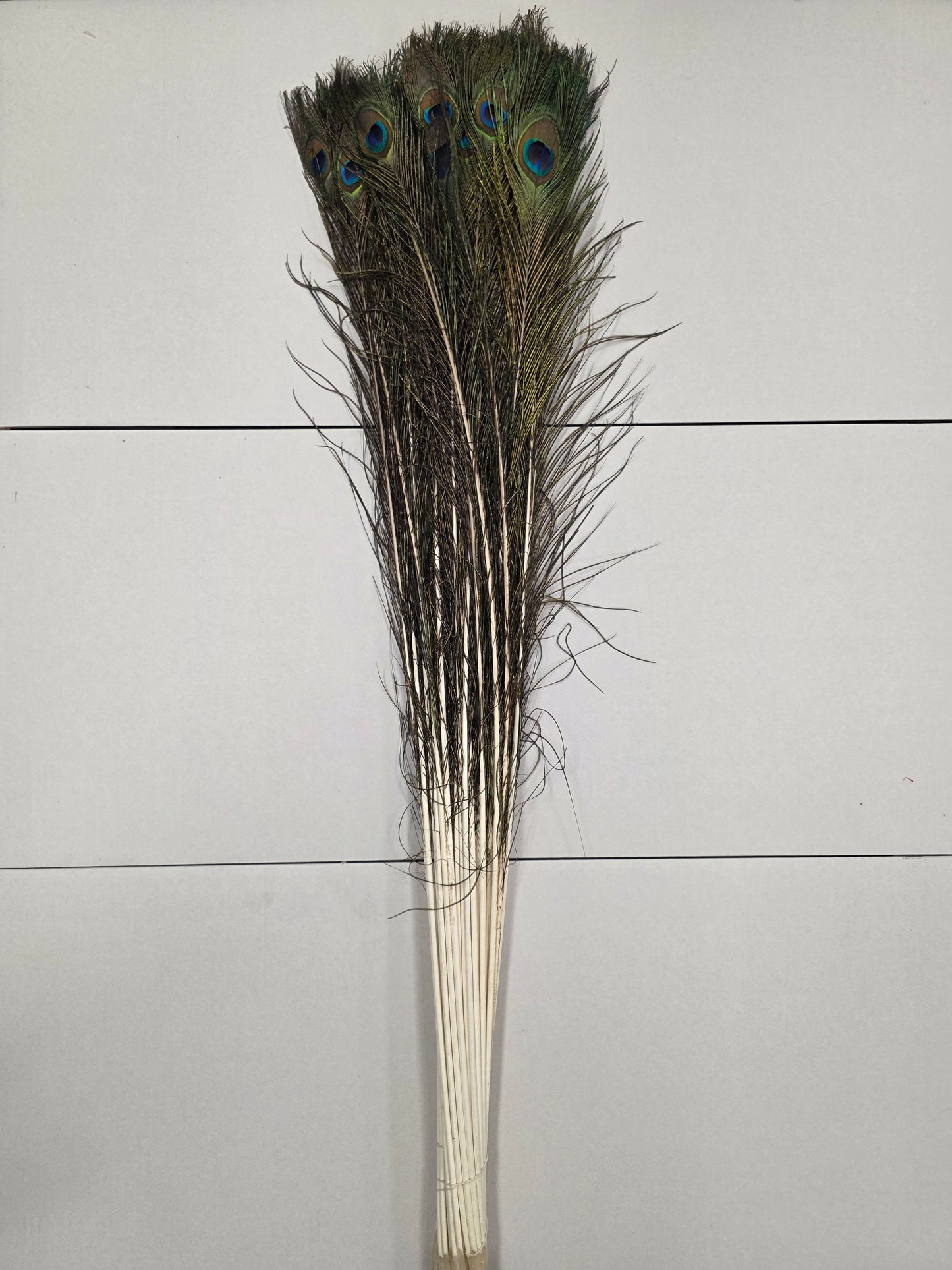 Peacock Feathers X50