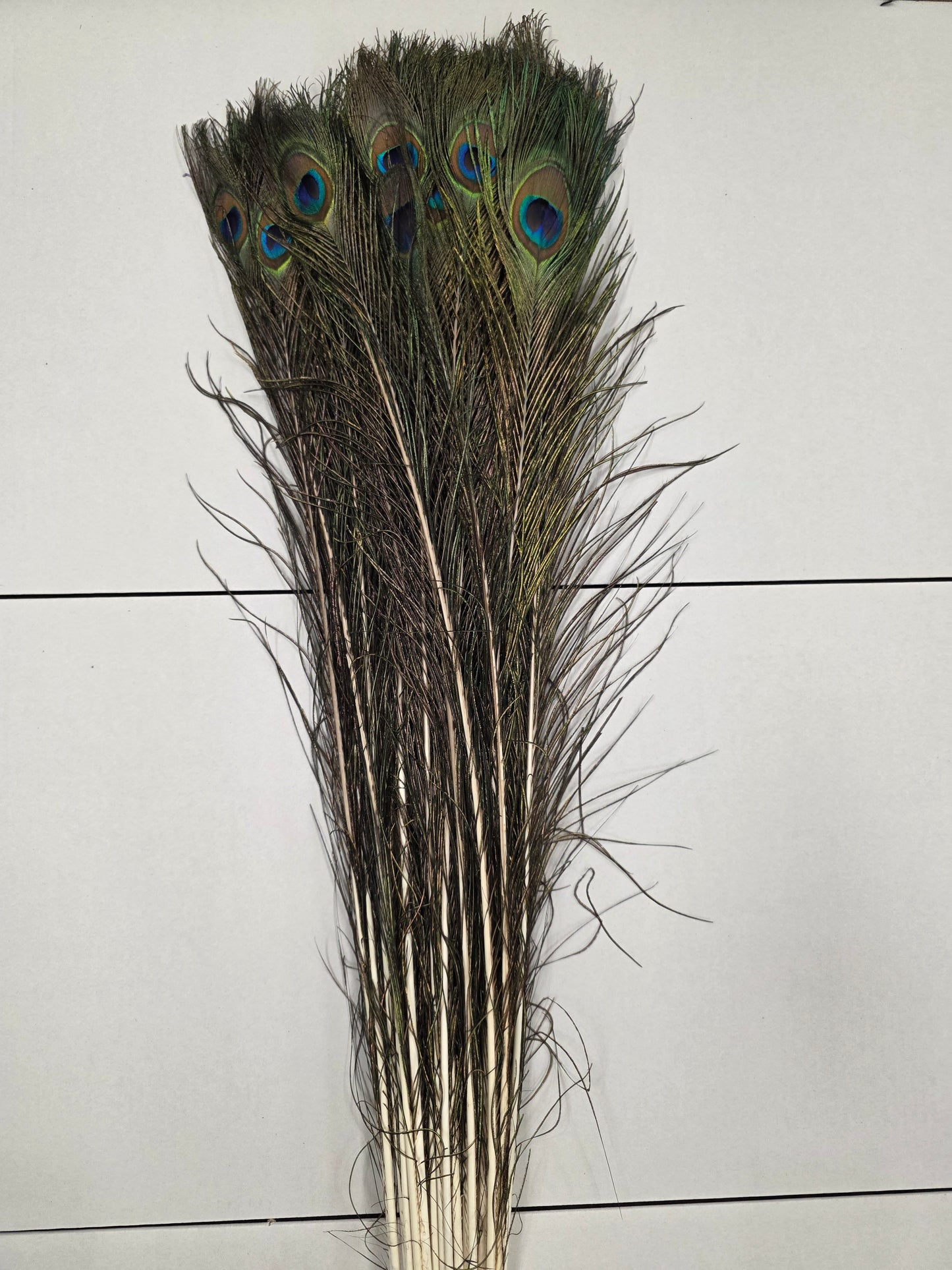 Peacock Feathers X50