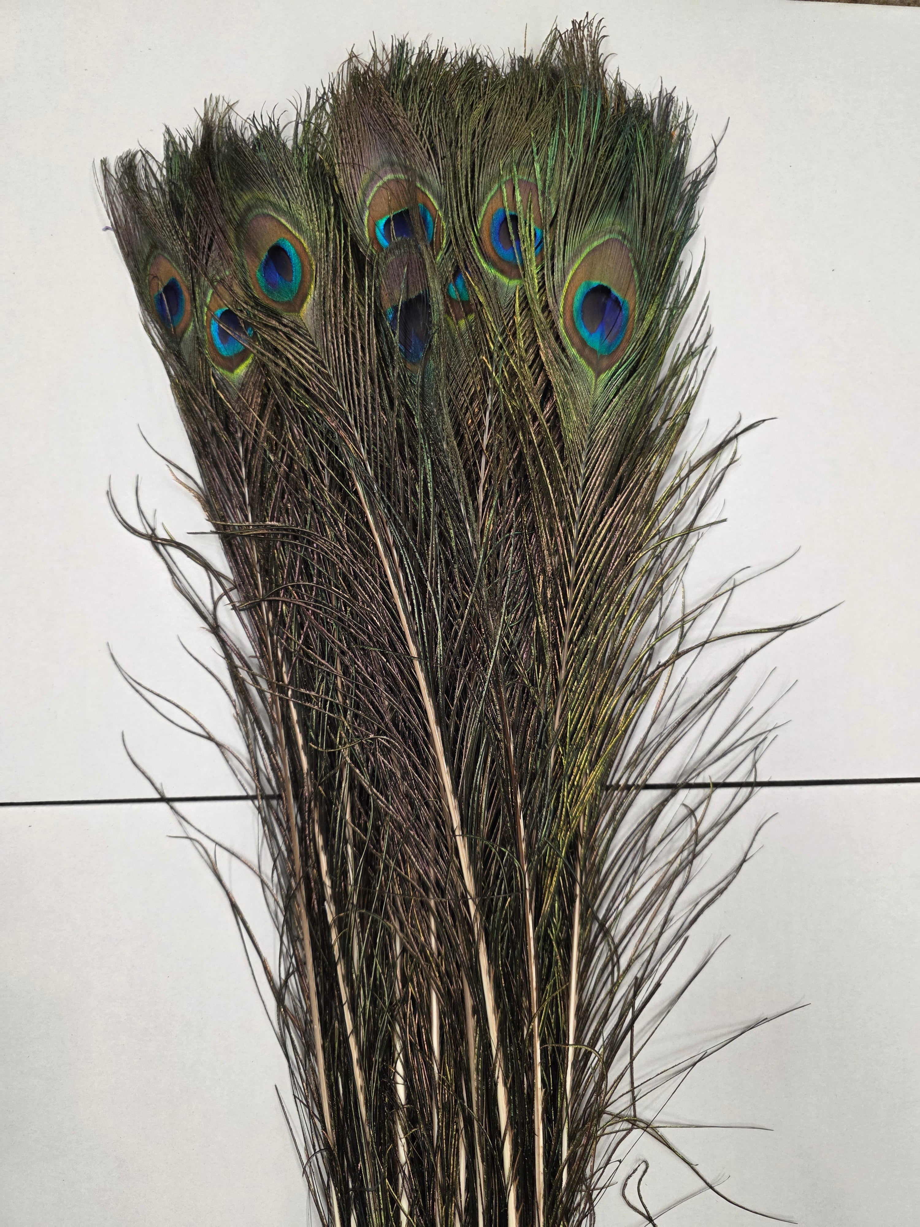 Peacock Feathers X50