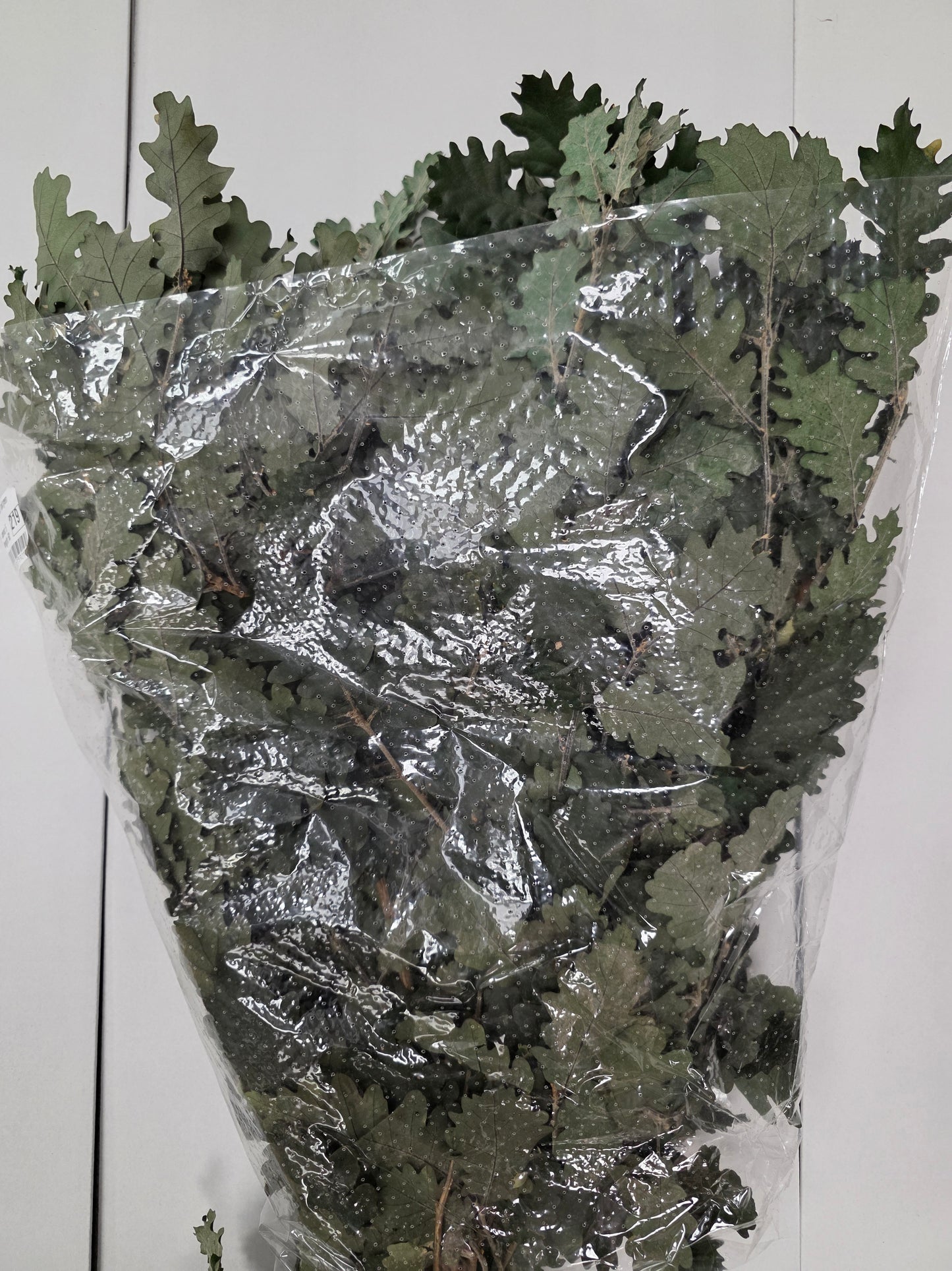 Pres Eik / Oak Green