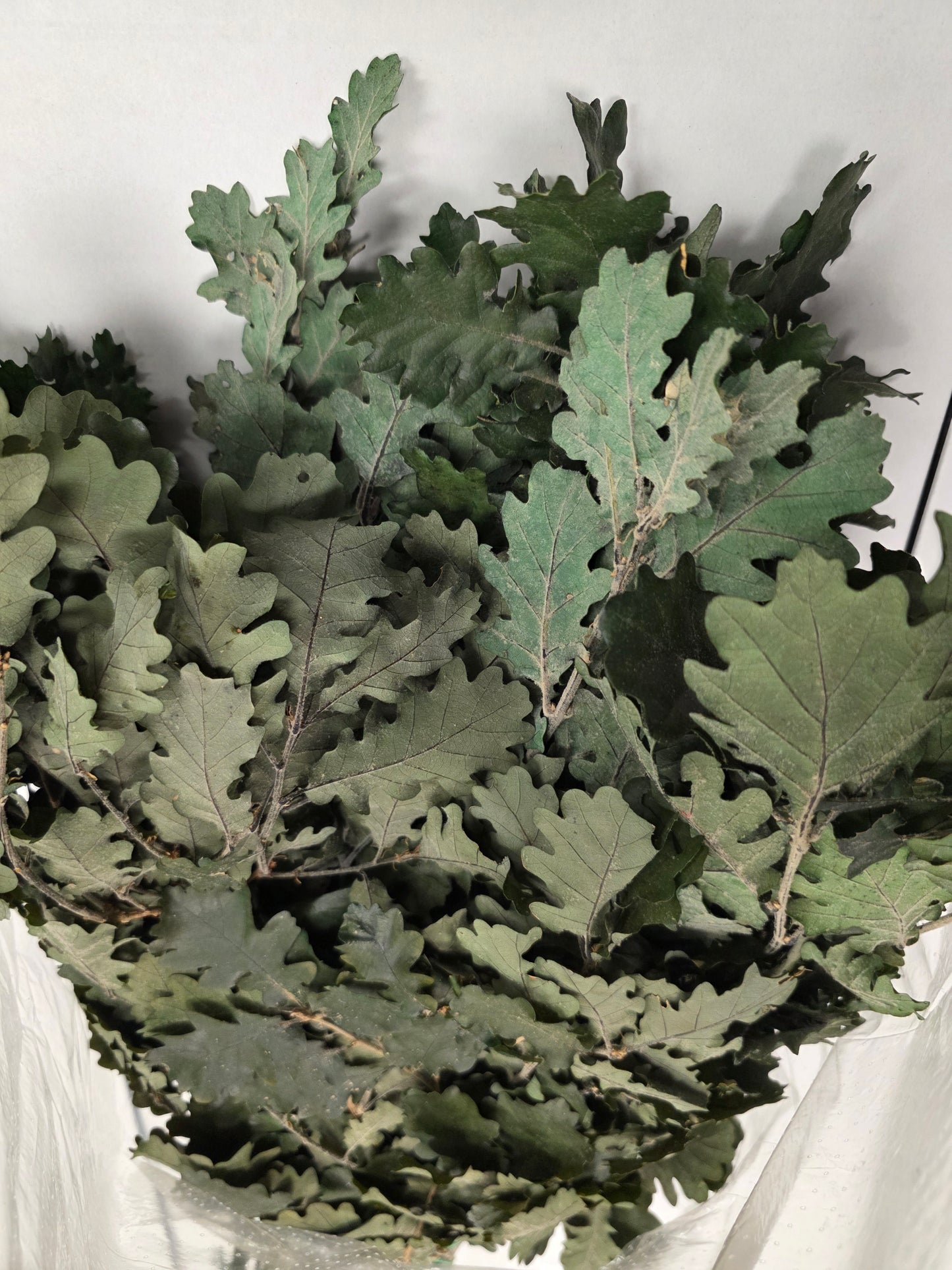 Pres Eik / Oak Green