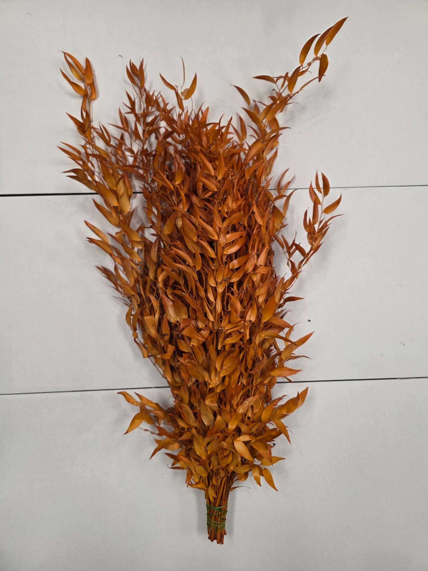 Ruscus Orange Pres