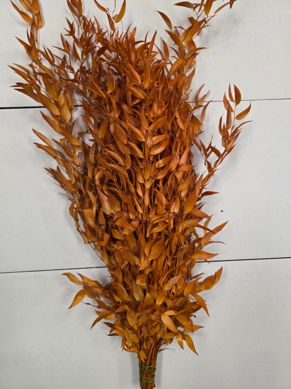 Ruscus Orange Pres