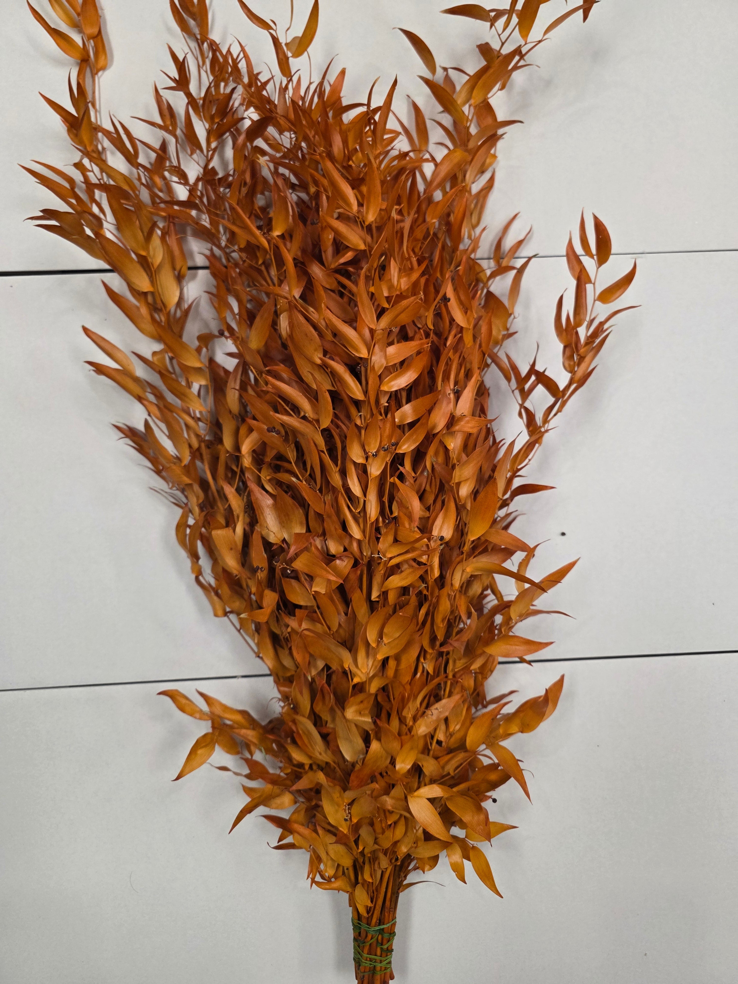 Ruscus Orange Pres