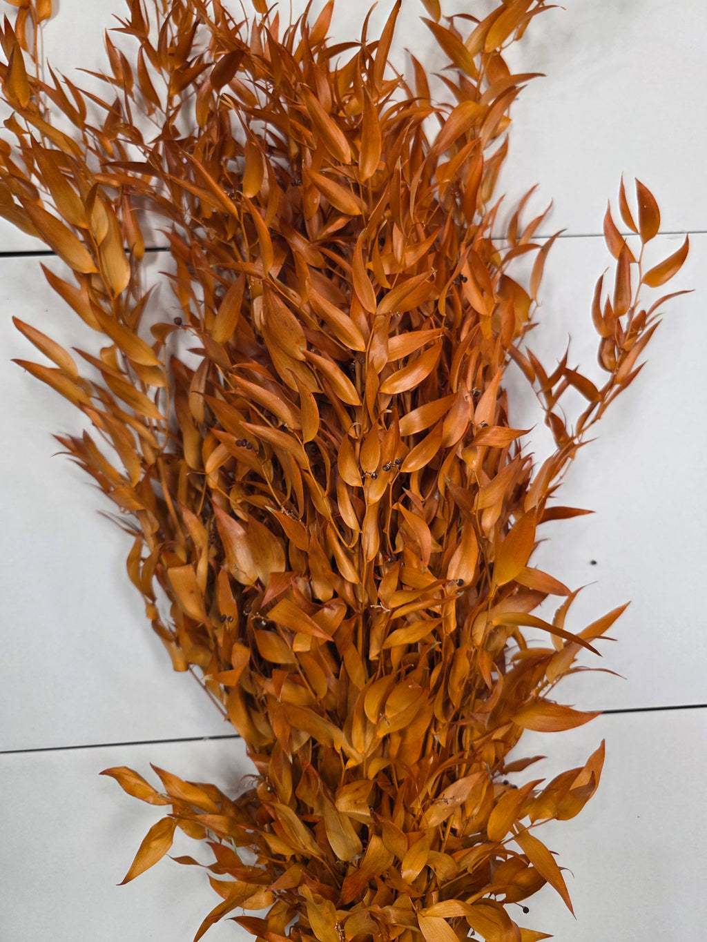 Ruscus Orange Pres