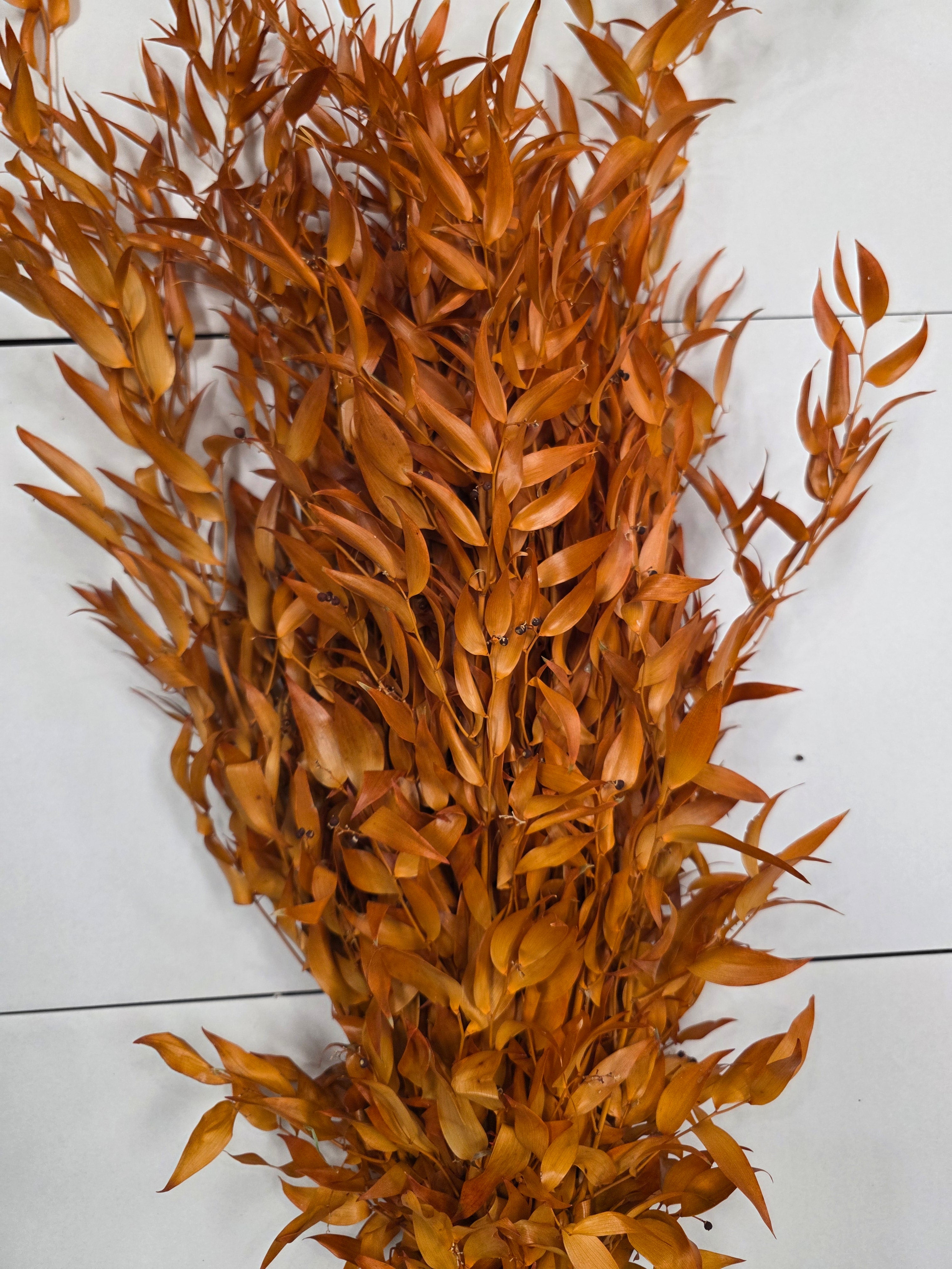 Ruscus Orange Pres