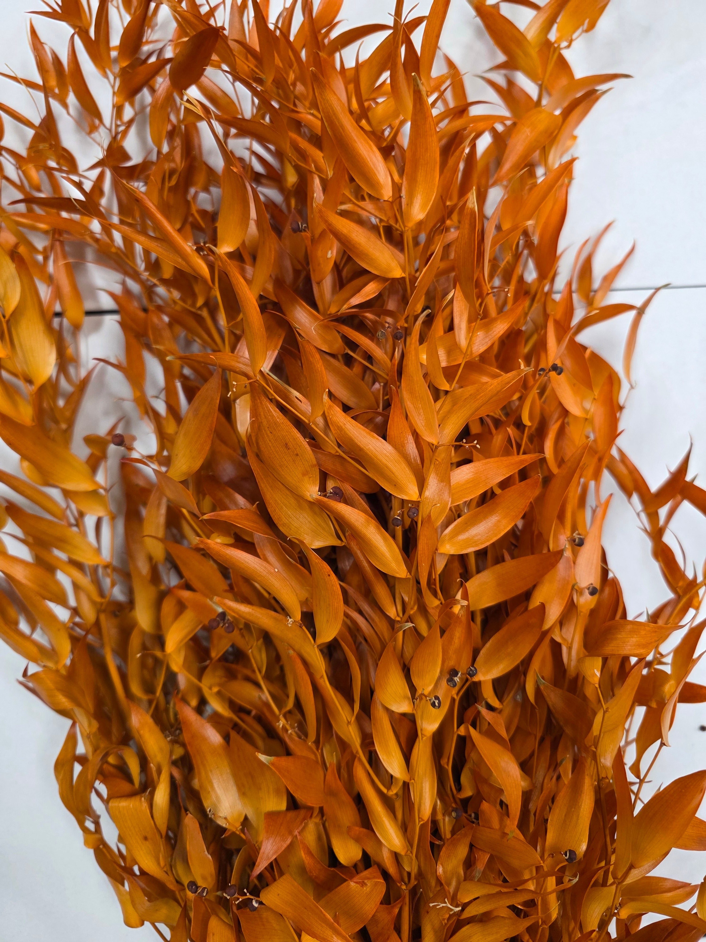 Ruscus Orange Pres