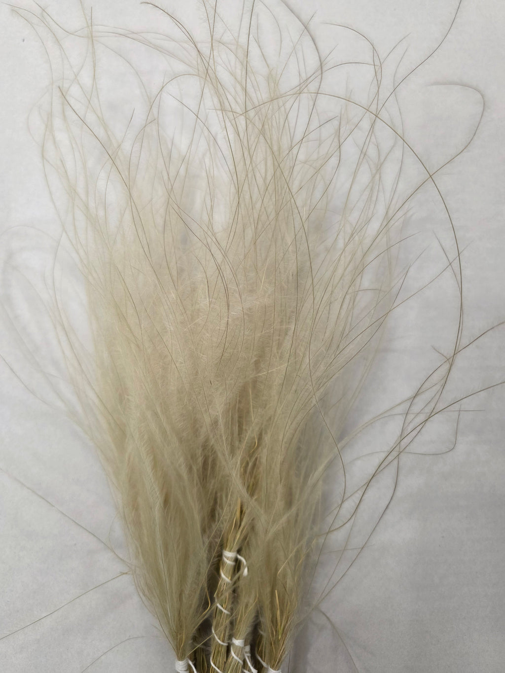 Stypha Natural
