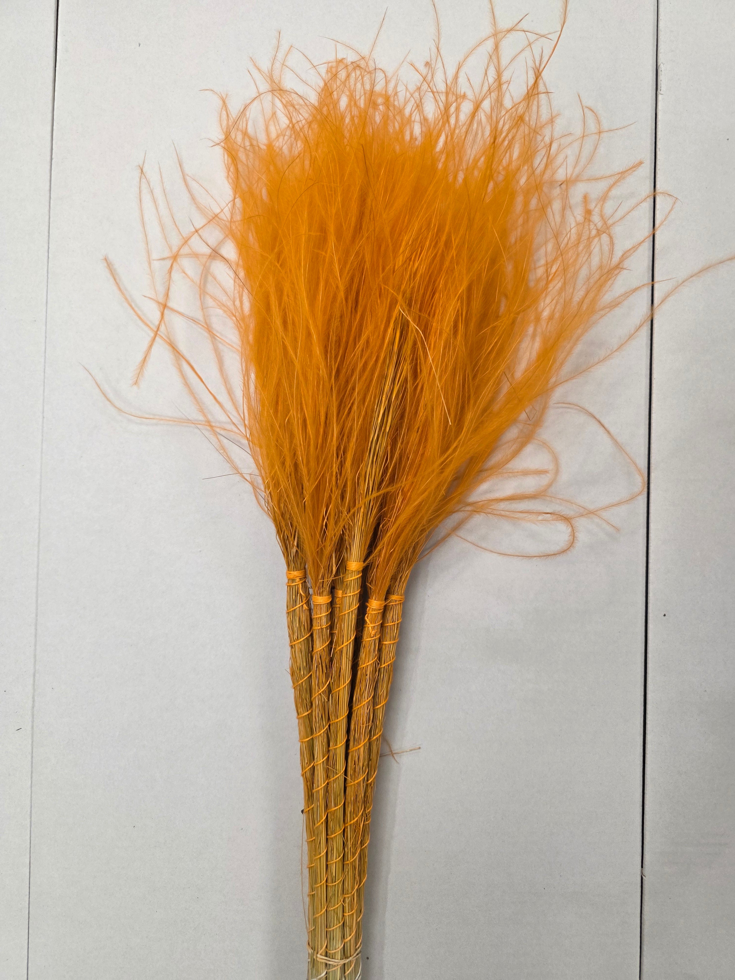 Stypha Orange