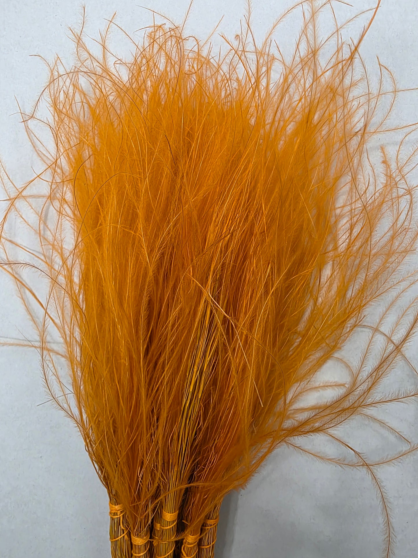 Stypha Orange