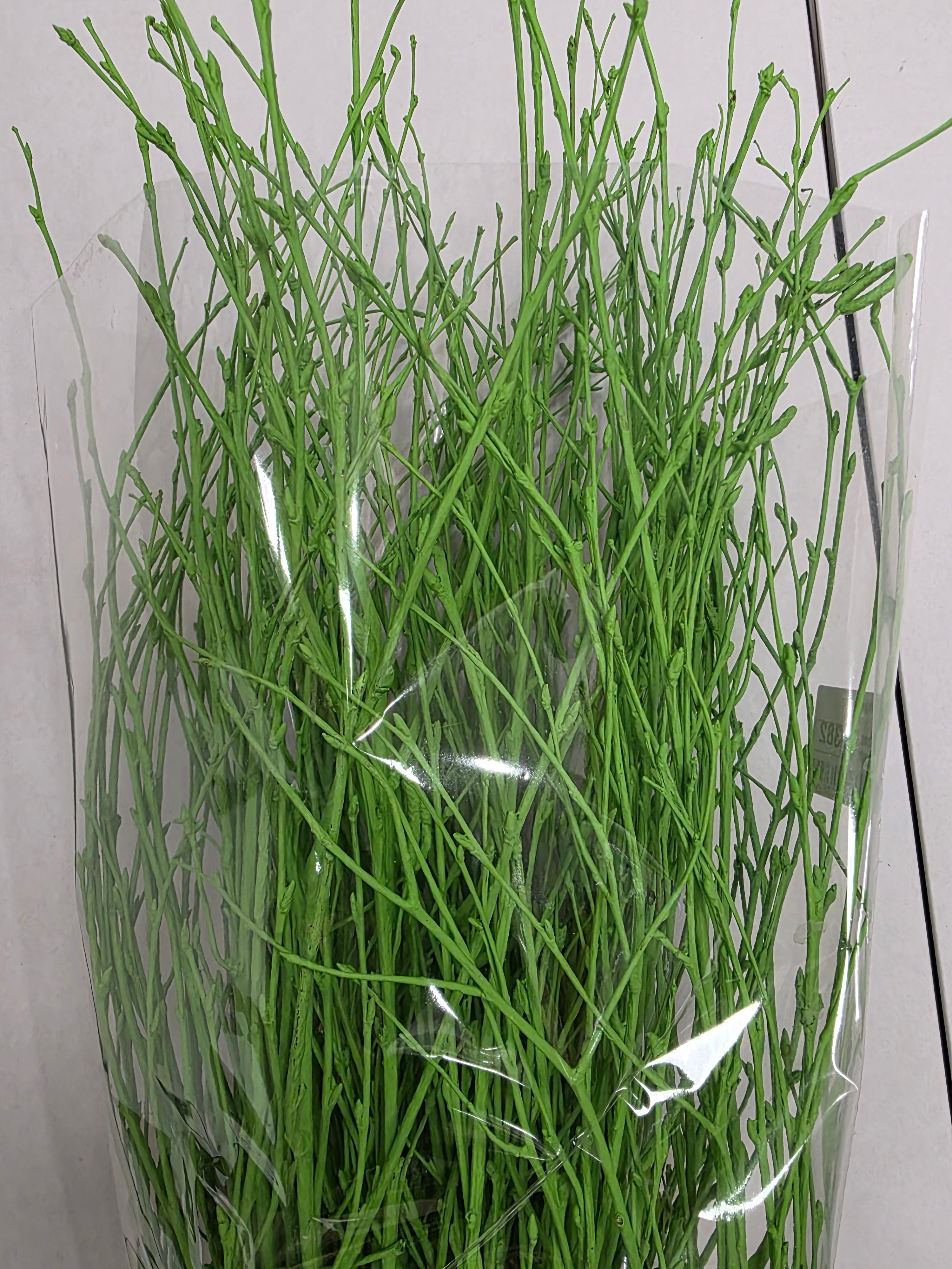 Berk Green