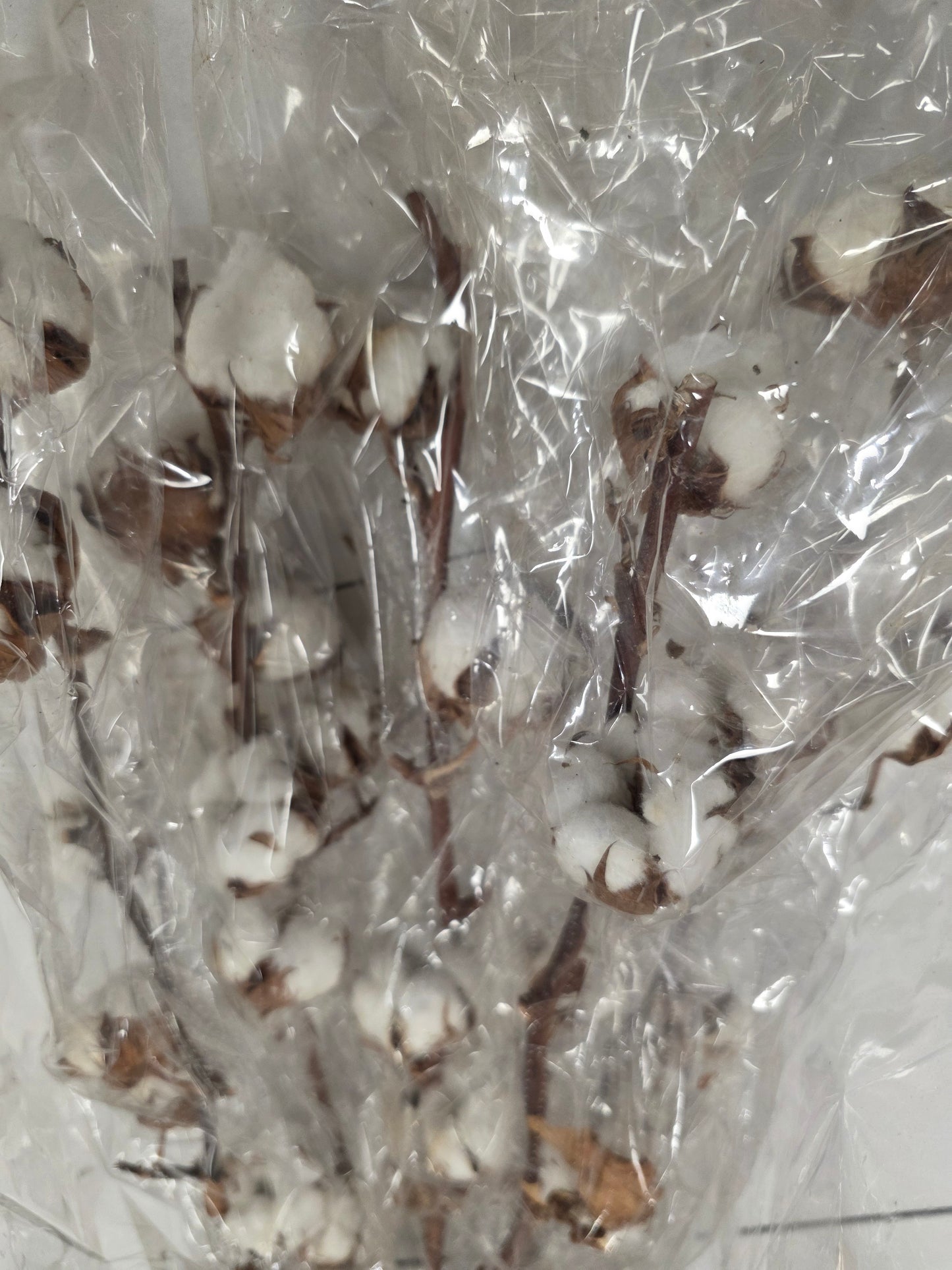 Gossypium(katoen) 8Balls