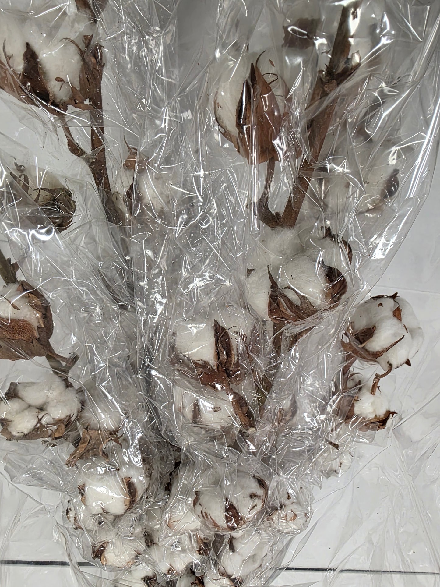 Gossypium(katoen) 10 Balls