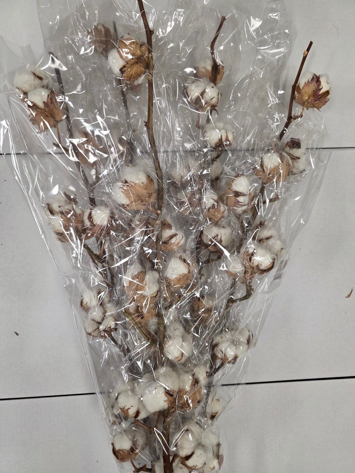 Gossypium(katoen) 14 Balls