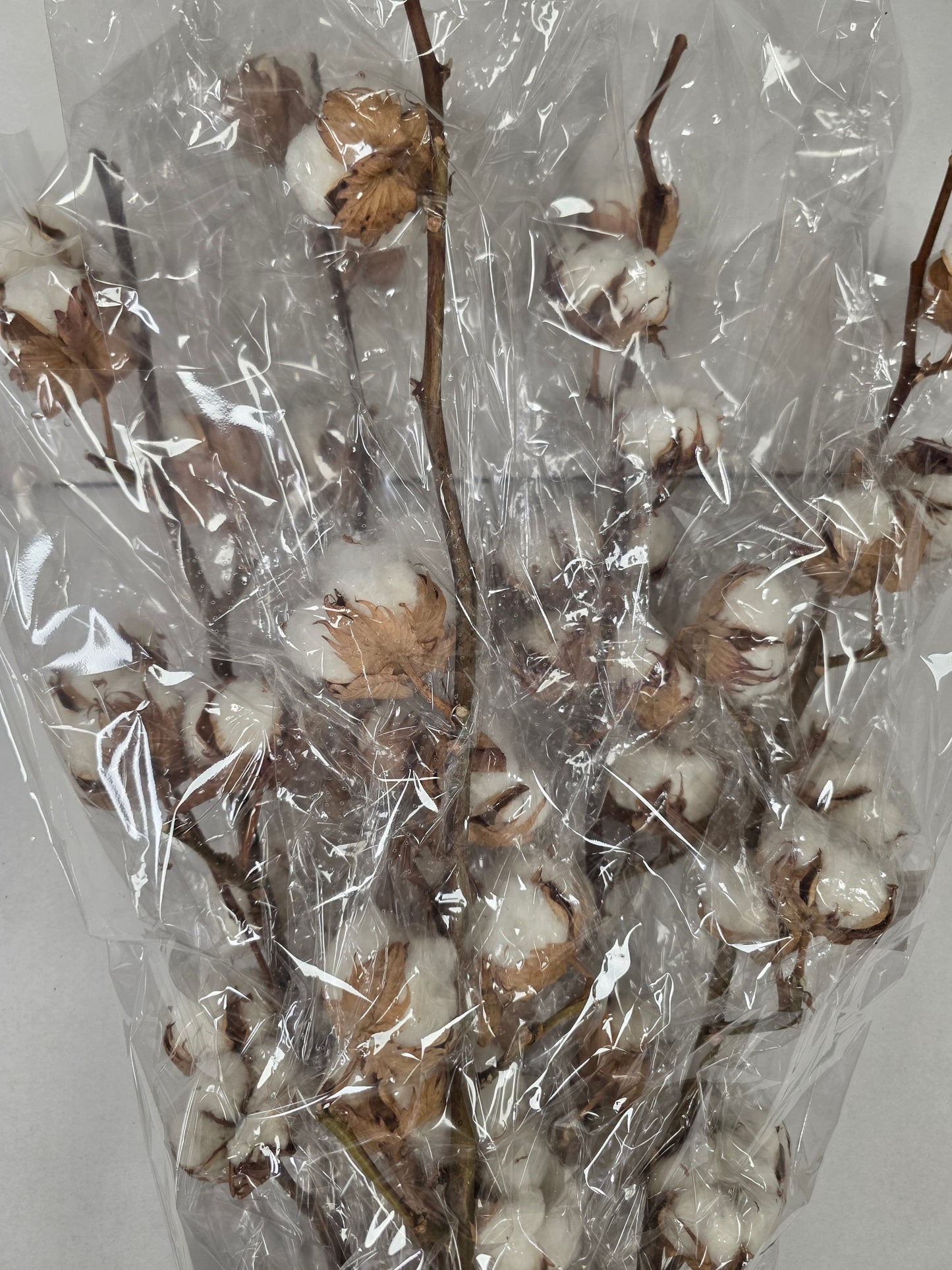 Gossypium(katoen) 14 Balls