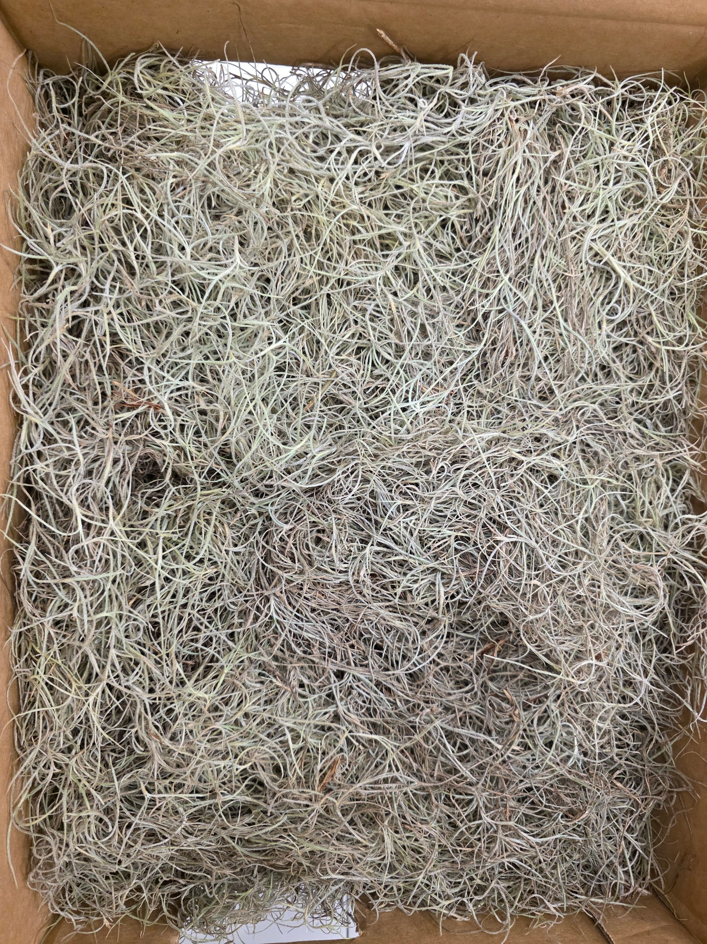 Moss Spaans Mos Fine