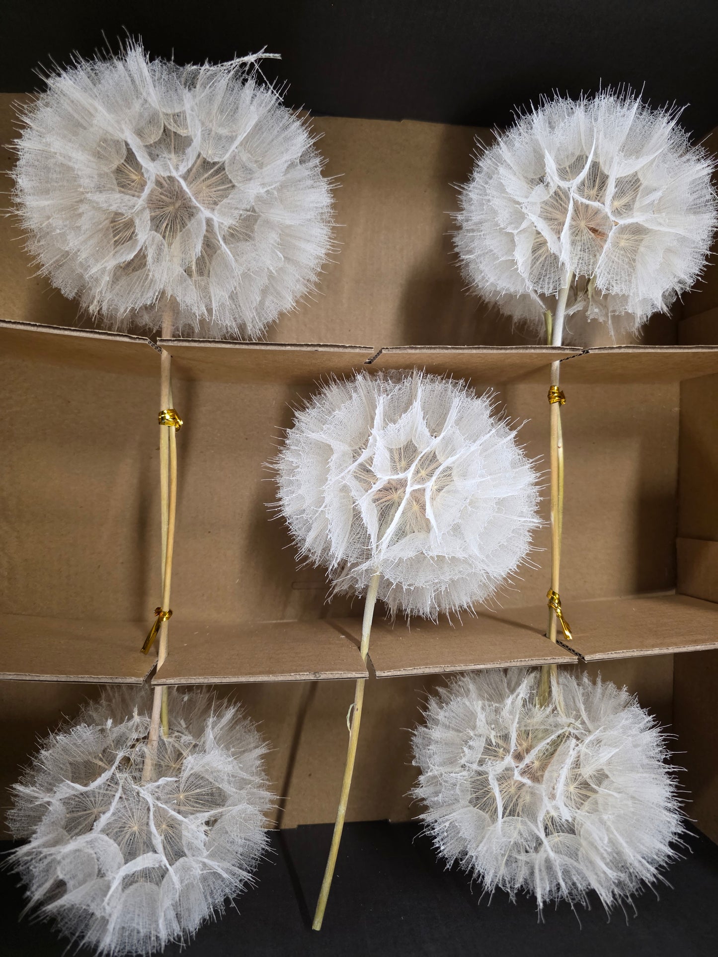 Dried Stem Dandelion 35x11cm X5