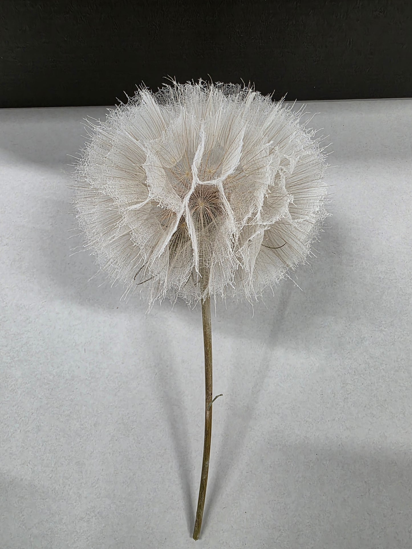Dried Stem Dandelion 35x11cm X5