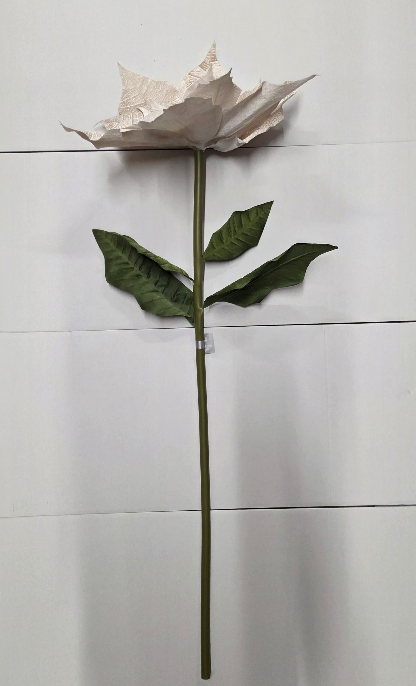 Giant Poinsettia Velvet Champagne 135cm