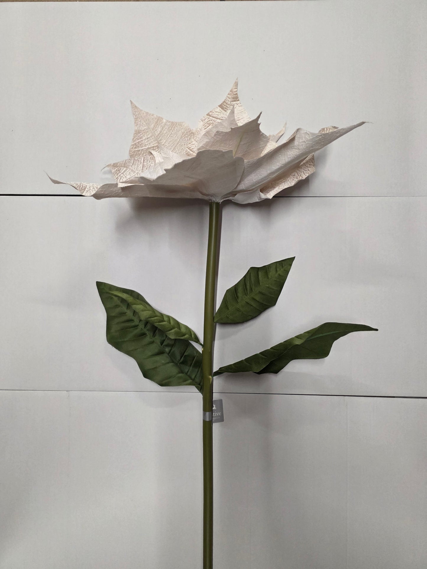 Giant Poinsettia Velvet Champagne 135cm