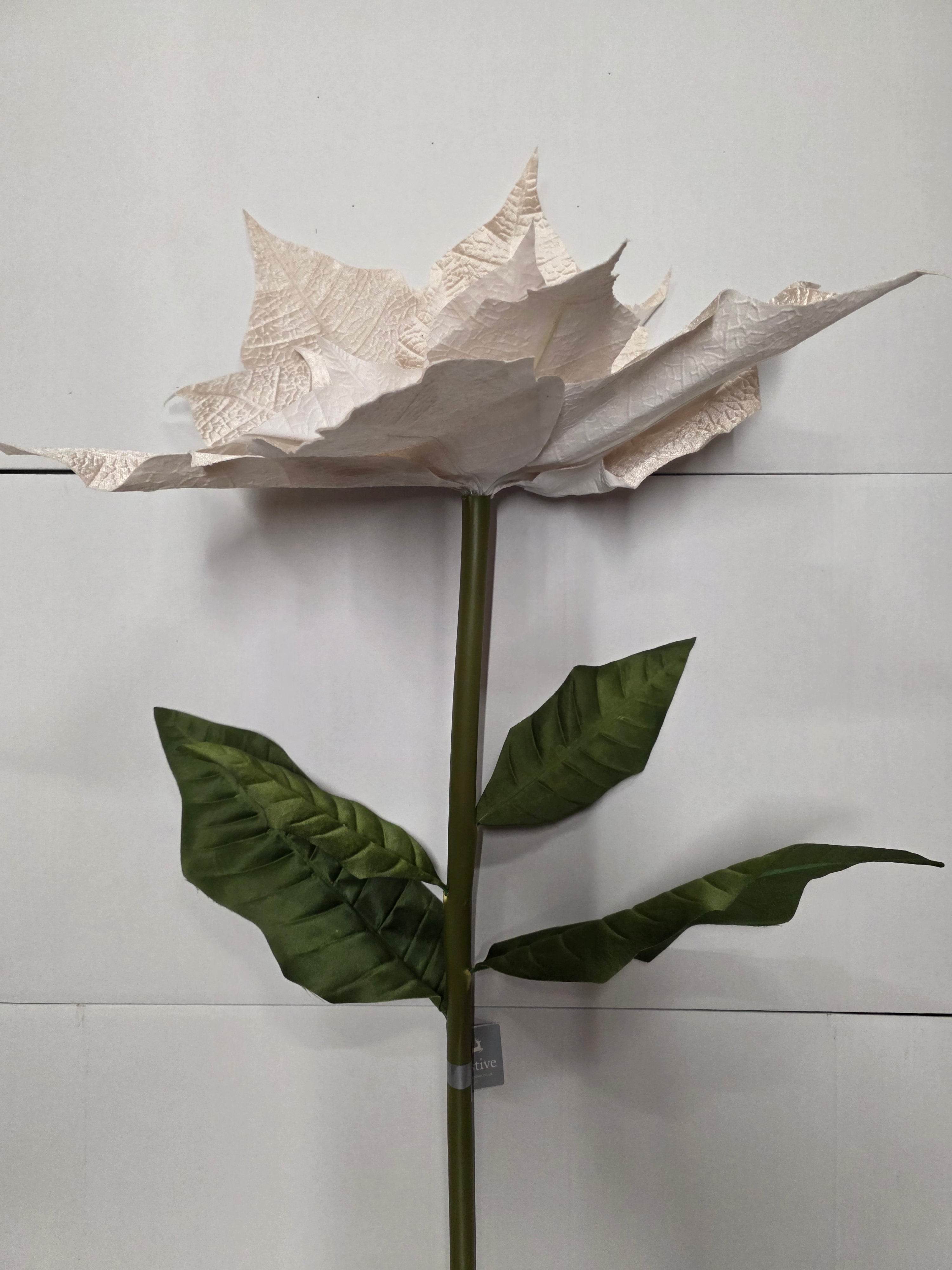 Giant Poinsettia Velvet Champagne 135cm