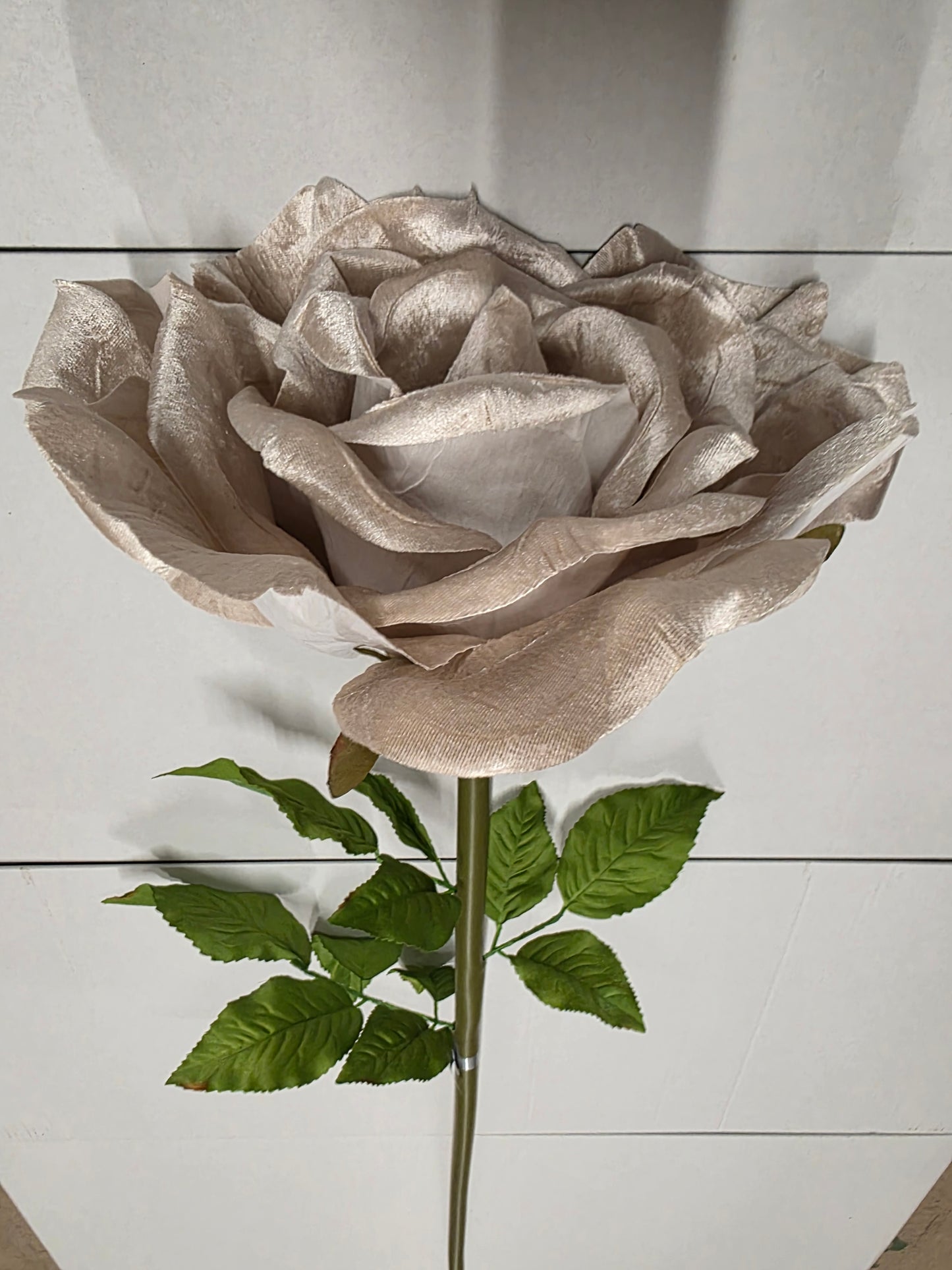 Giant Rose Velvet Champagne 116cm