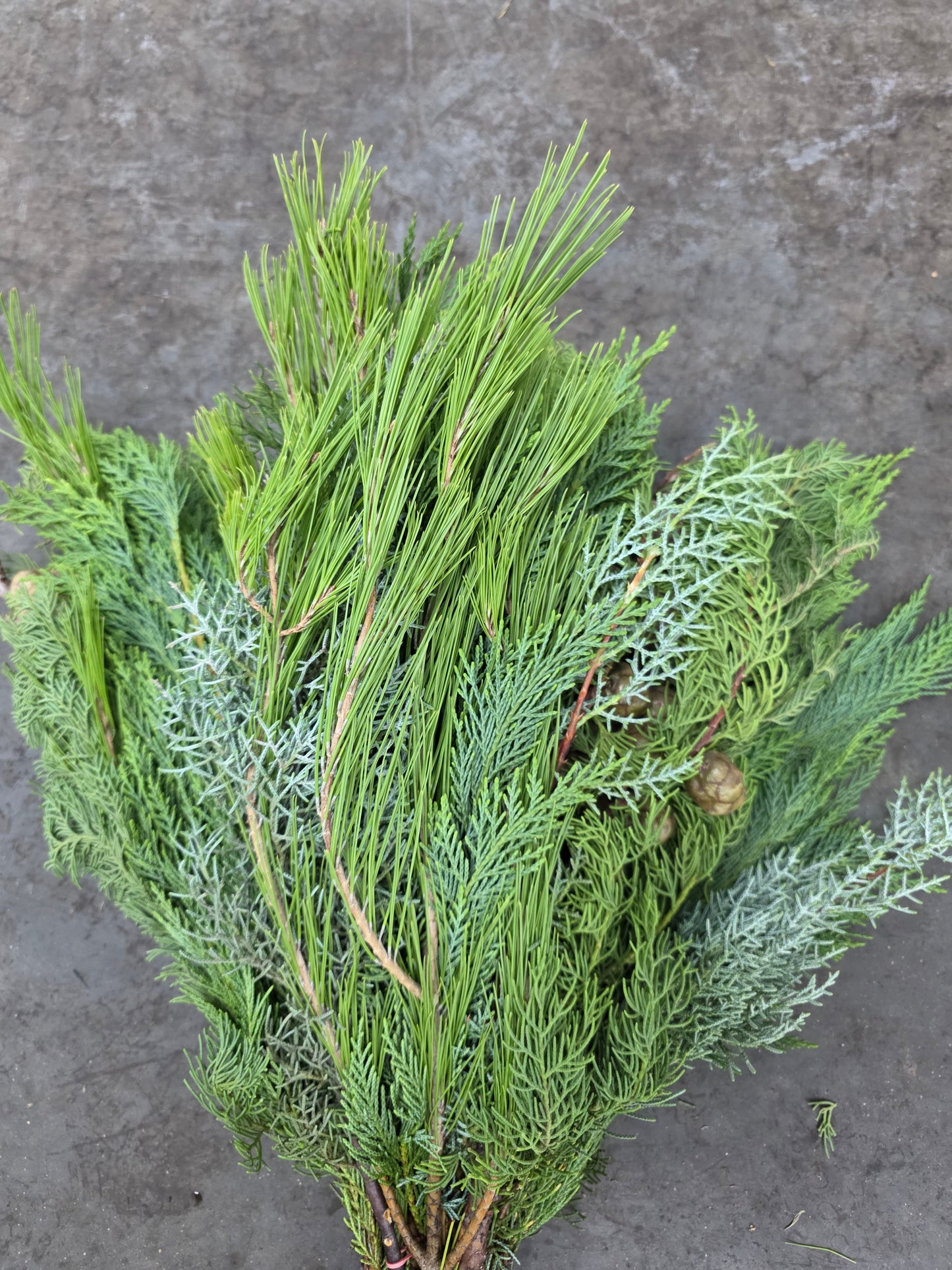 Bq Xmas (coniferen Mix) 7 Stems