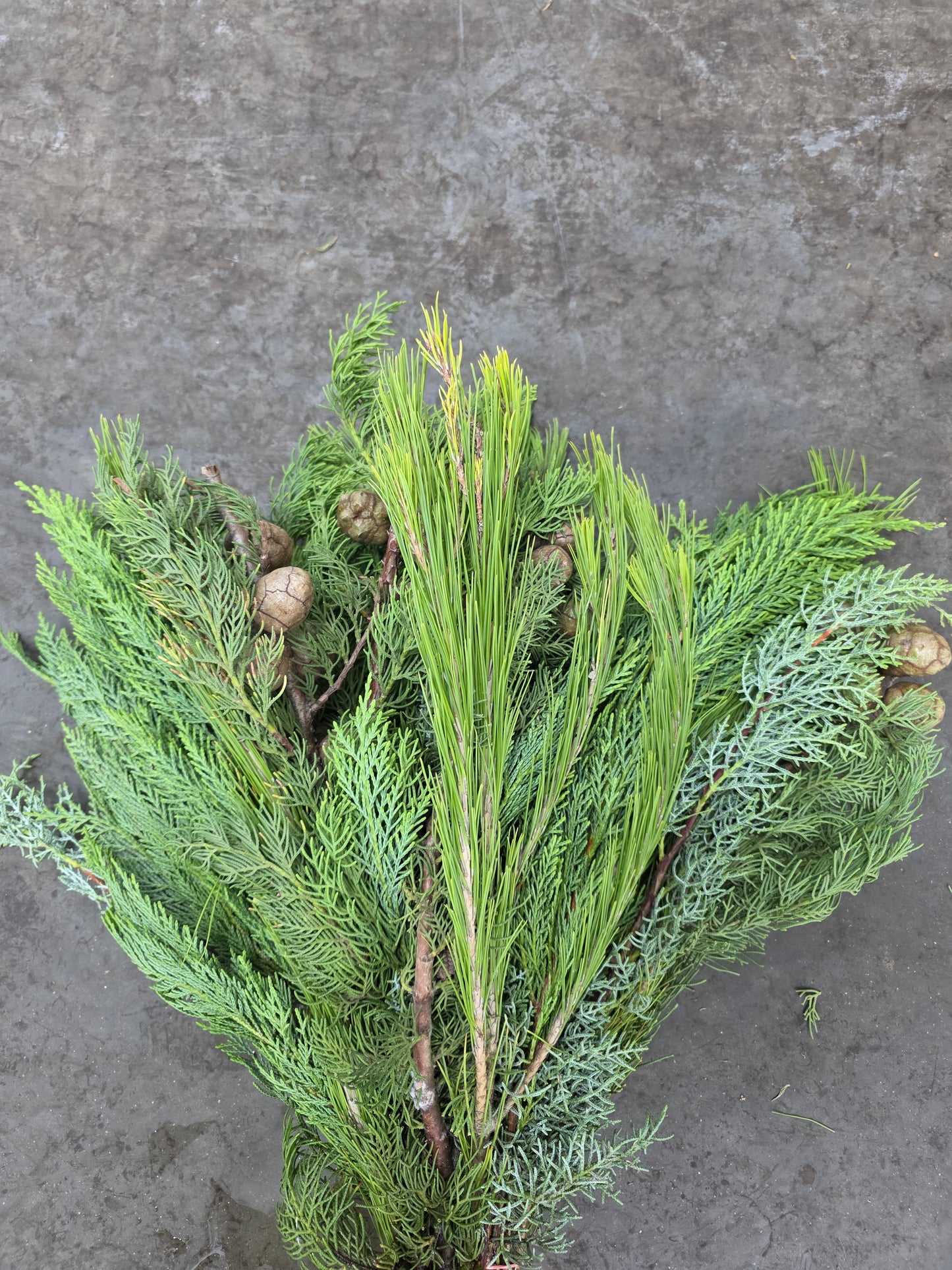 Bq Xmas (coniferen Mix) 7 Stems