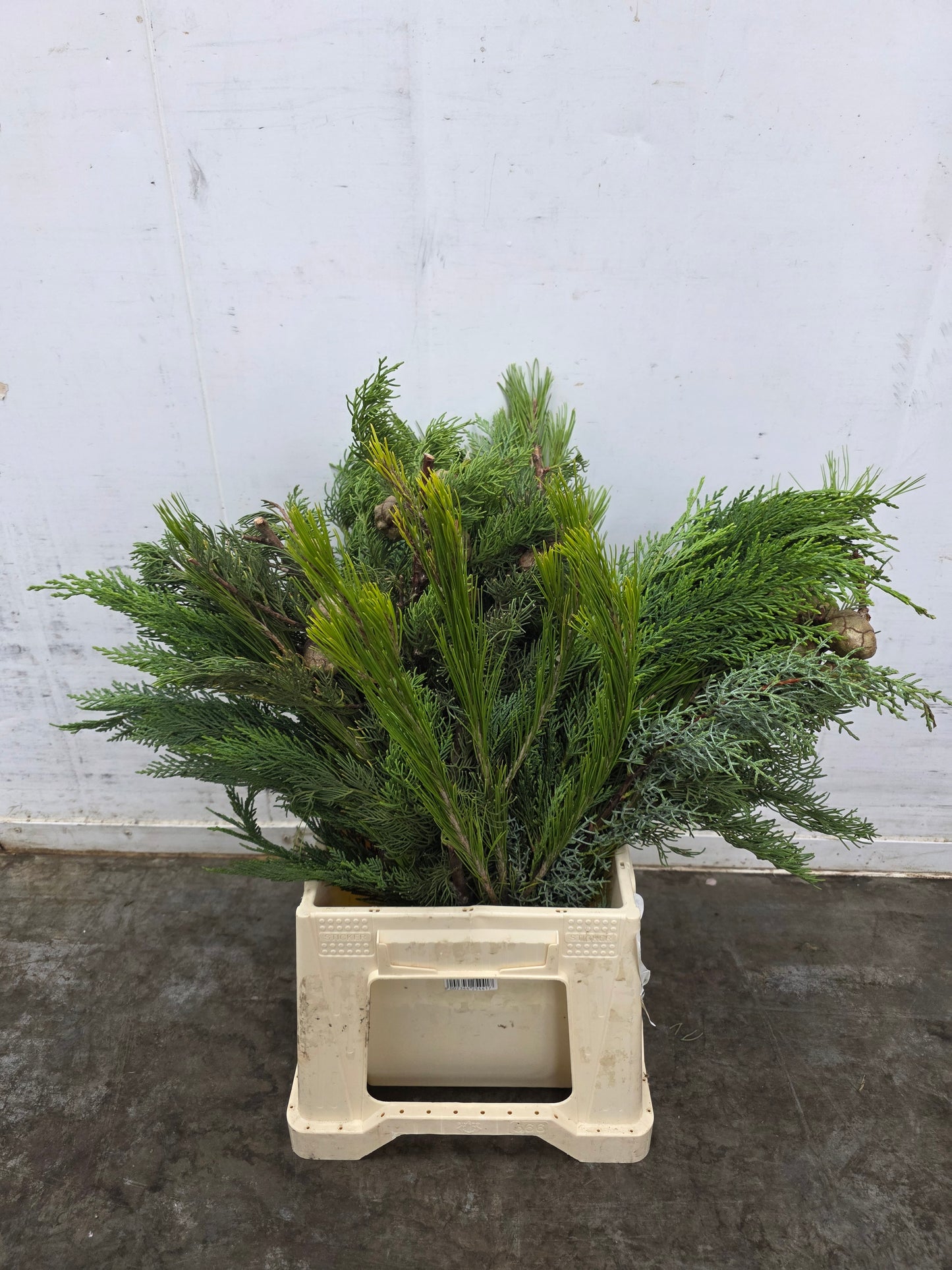 Bq Xmas (coniferen Mix) 7 Stems