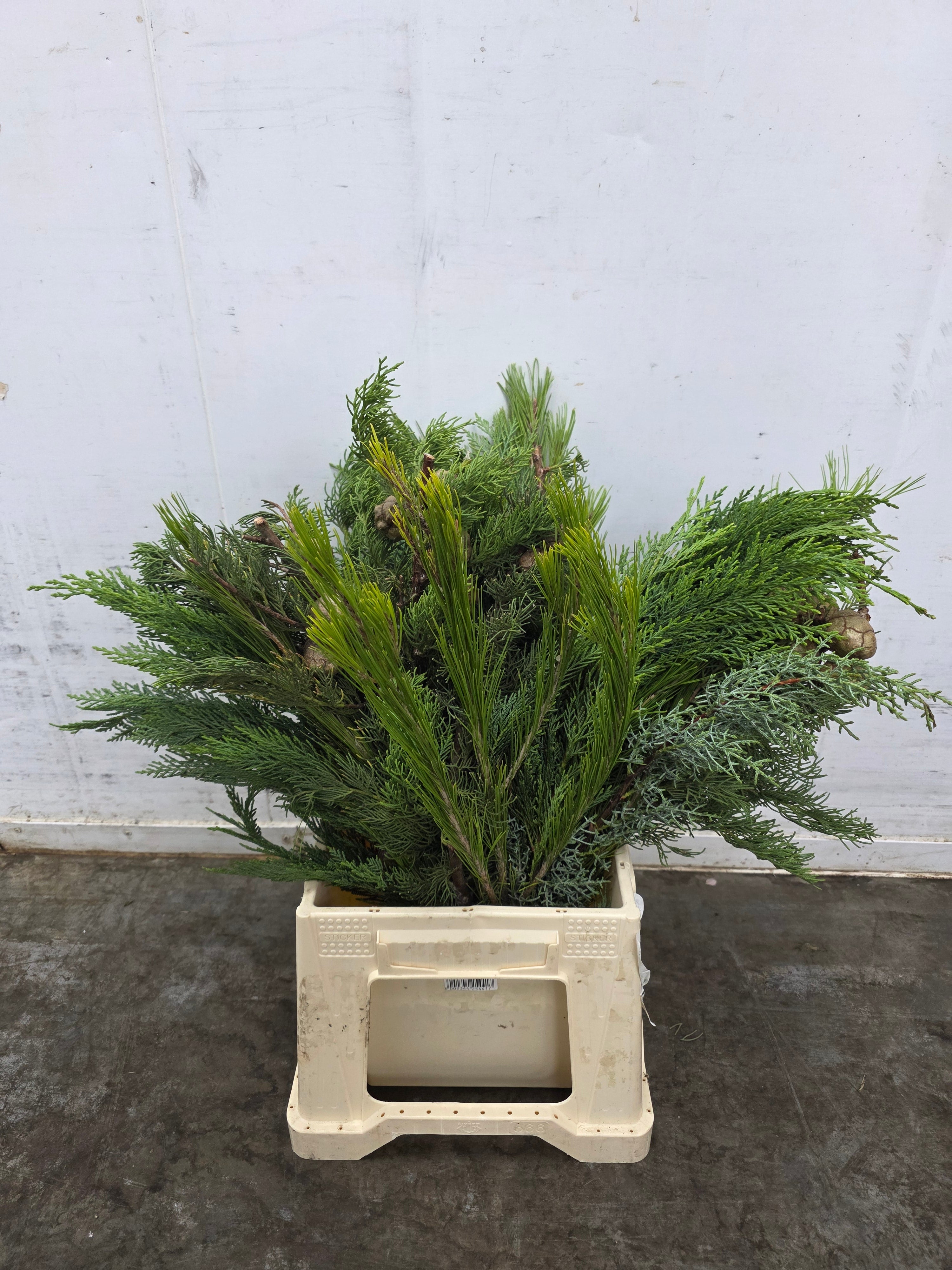 Bq Xmas (coniferen Mix) 7 Stems