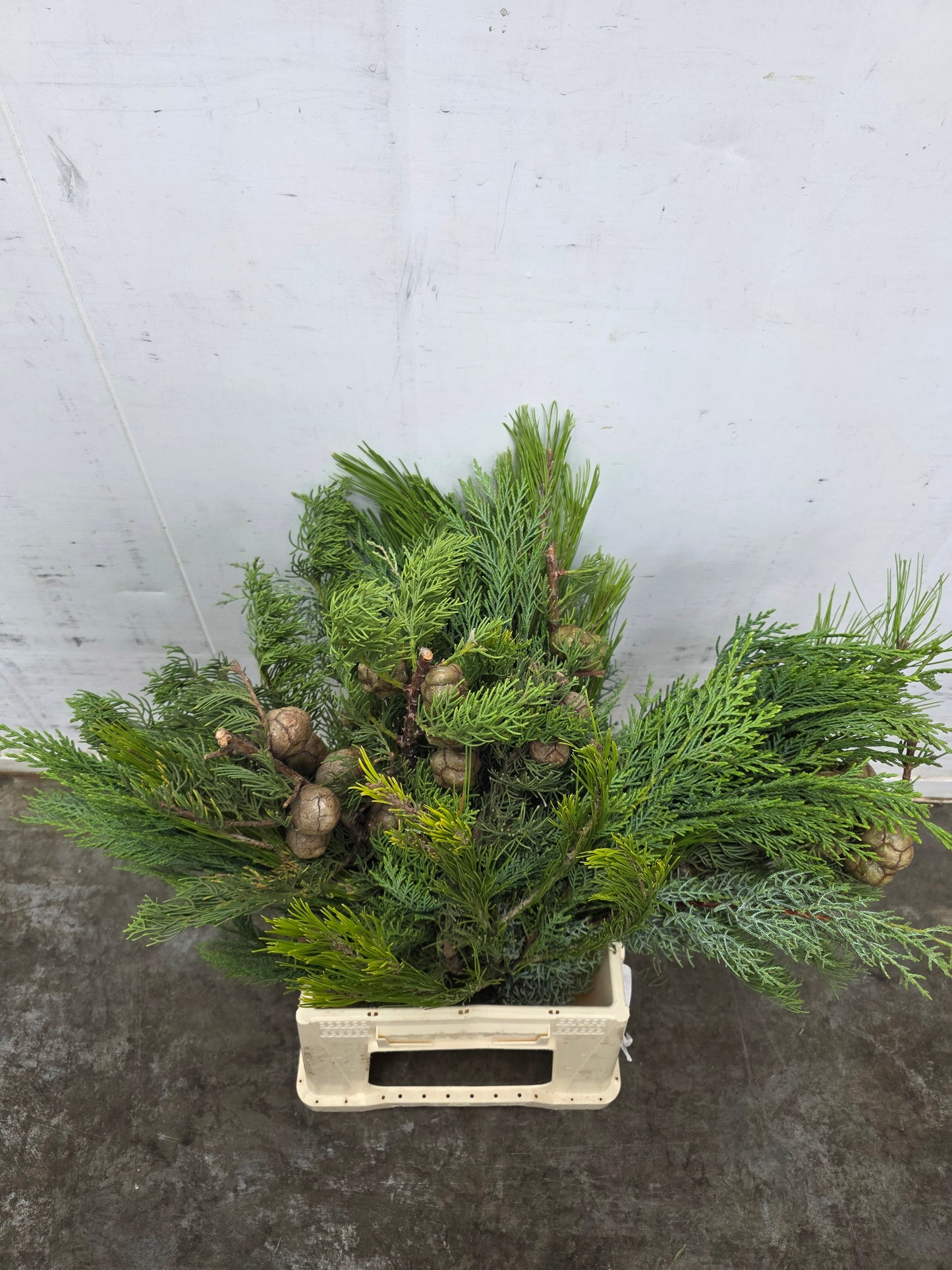 Bq Xmas (coniferen Mix) 7 Stems