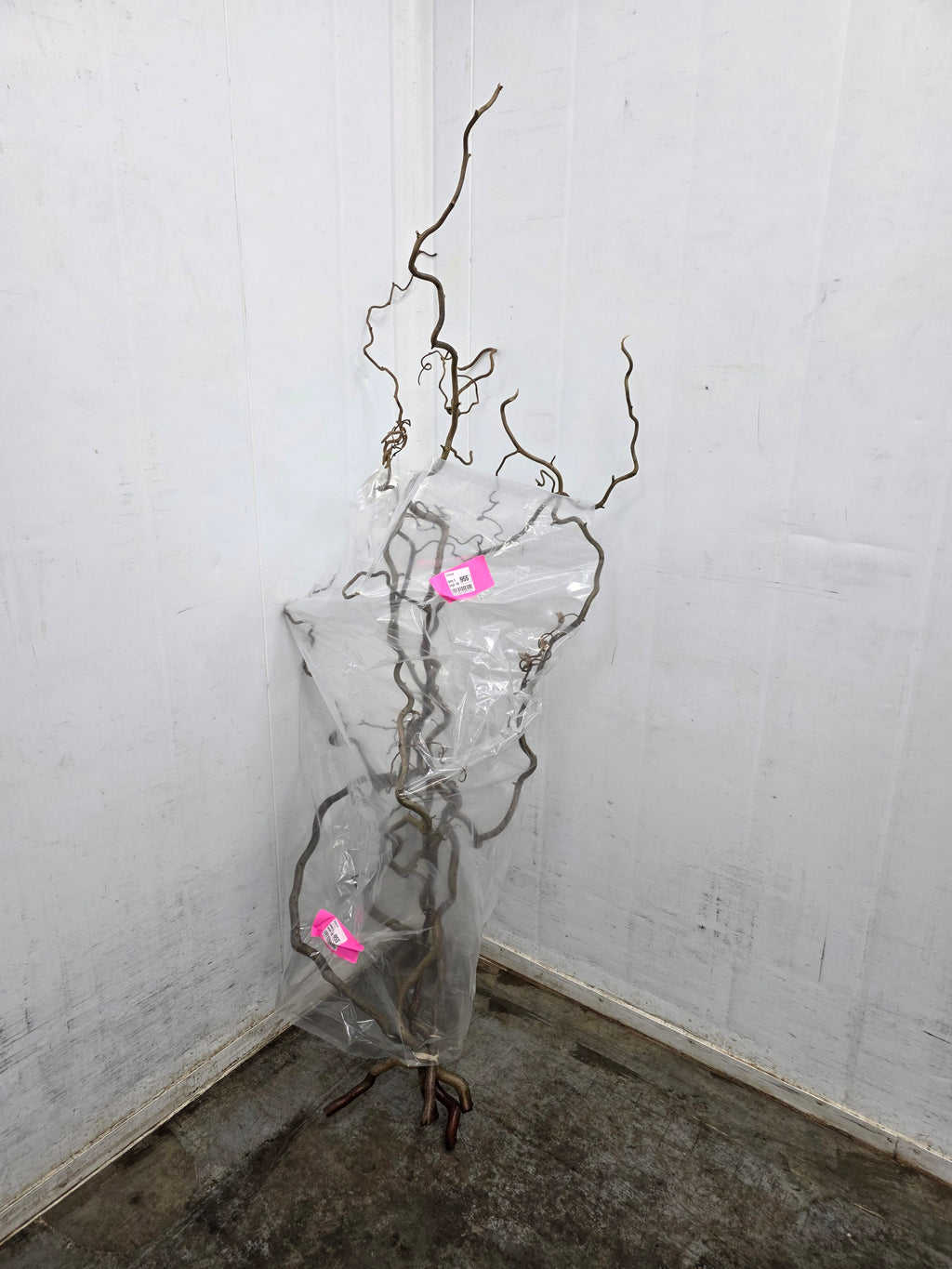 Corylus Ex 160cm