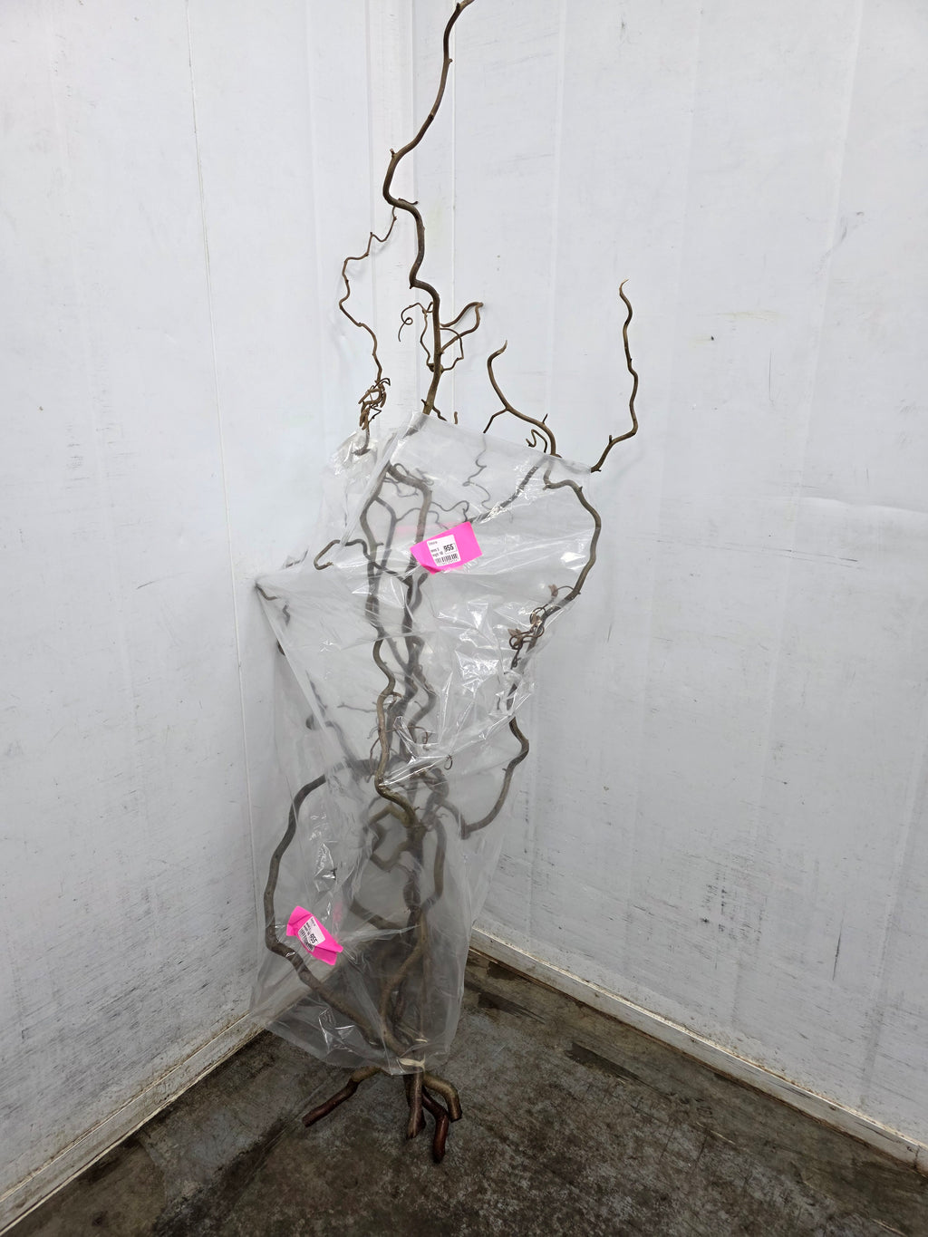 Corylus Ex 160cm