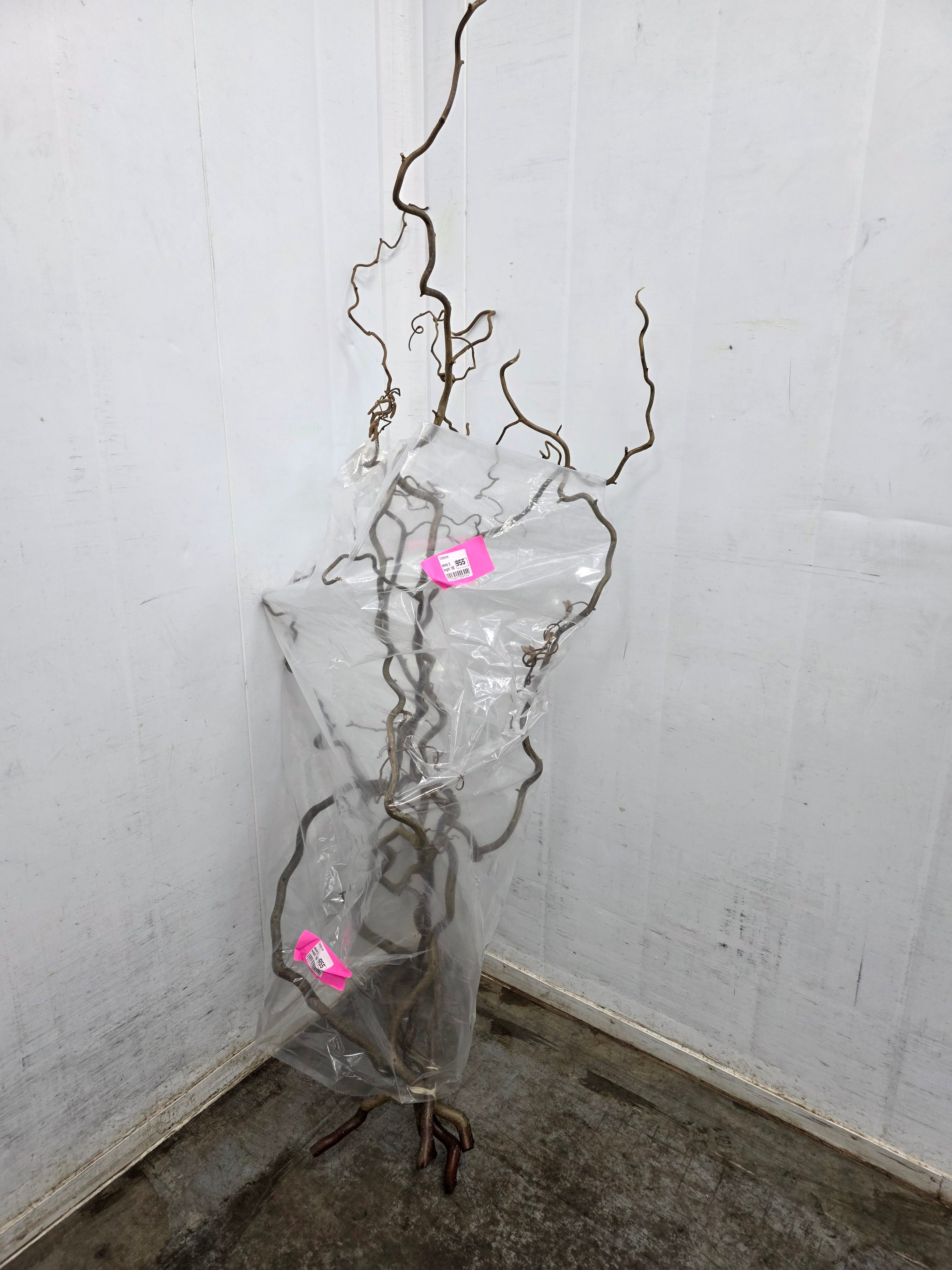Corylus Ex 160cm