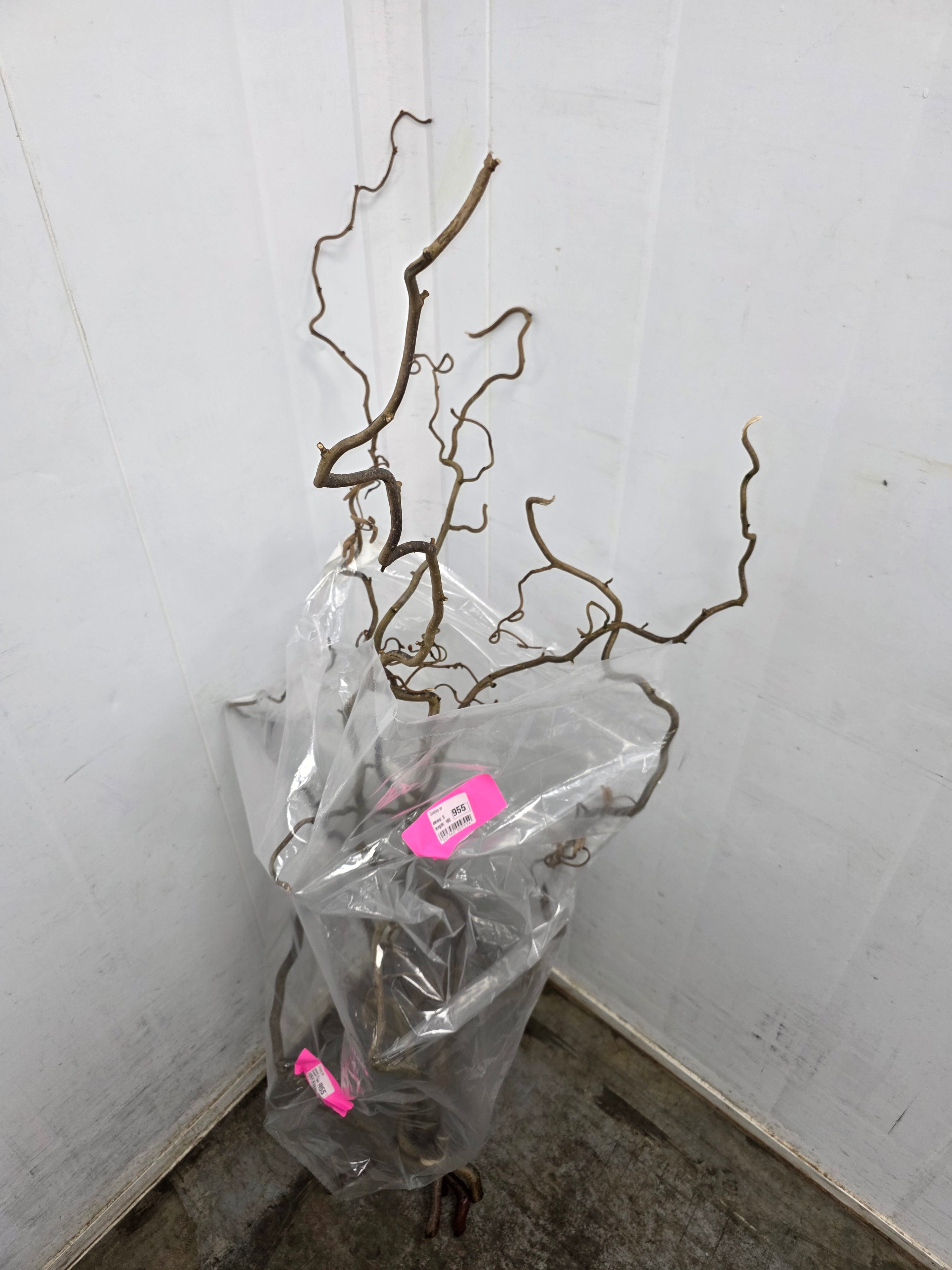 Corylus Ex 160cm