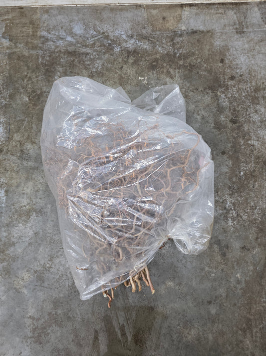 Coryl Av Contorta 2 Jarig 60cm