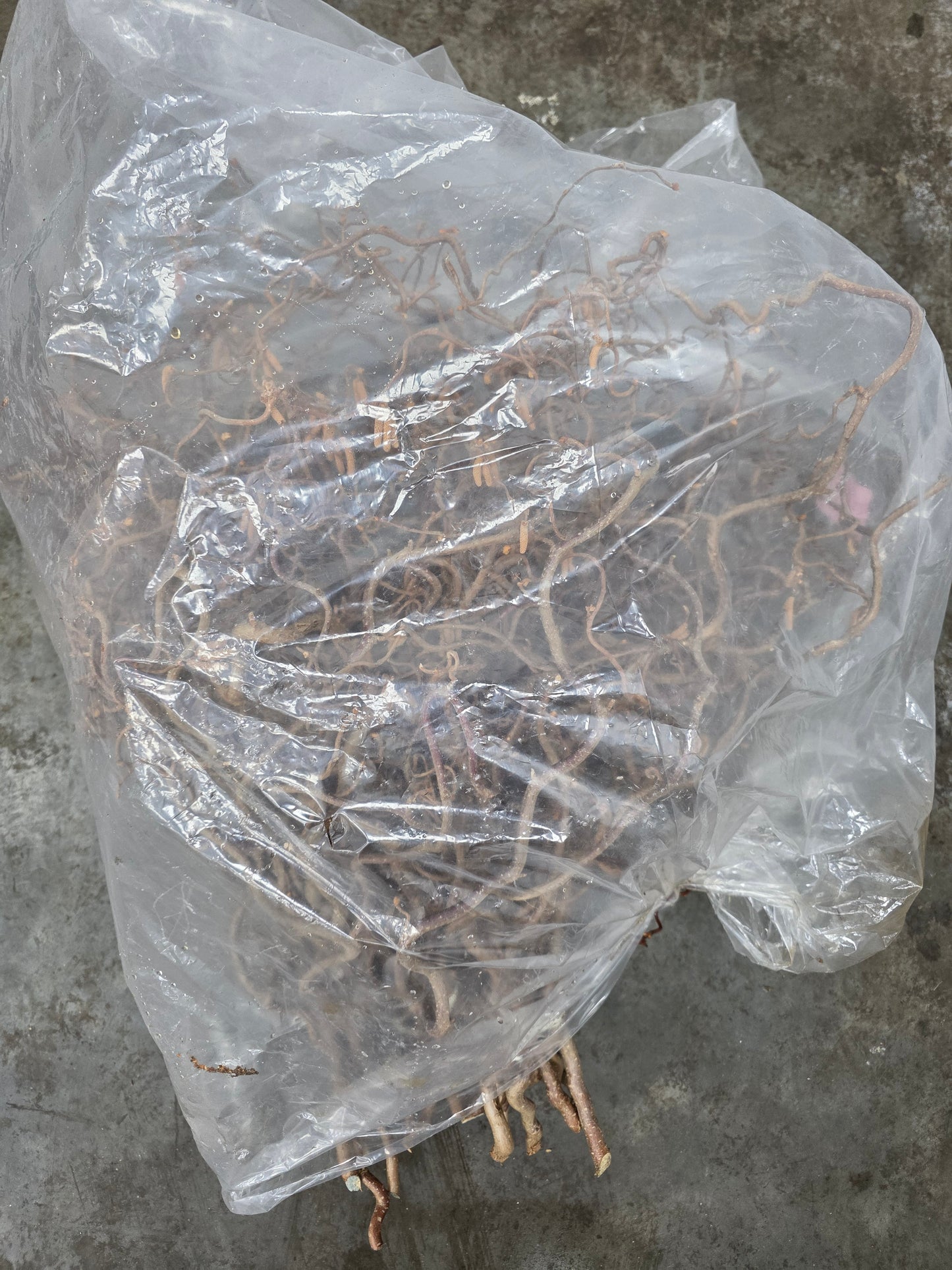 Coryl Av Contorta 2 Jarig 60cm