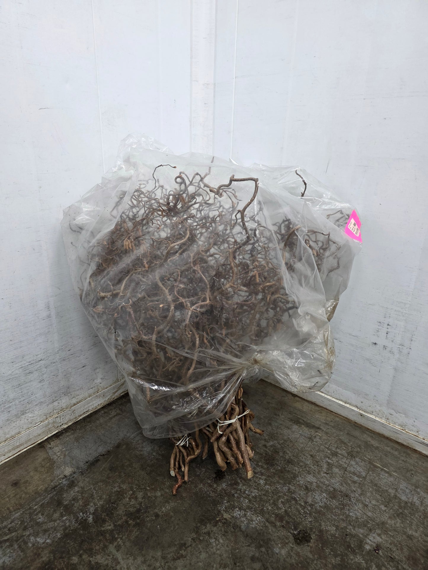 Coryl Av Contorta 2 Jarig 60cm