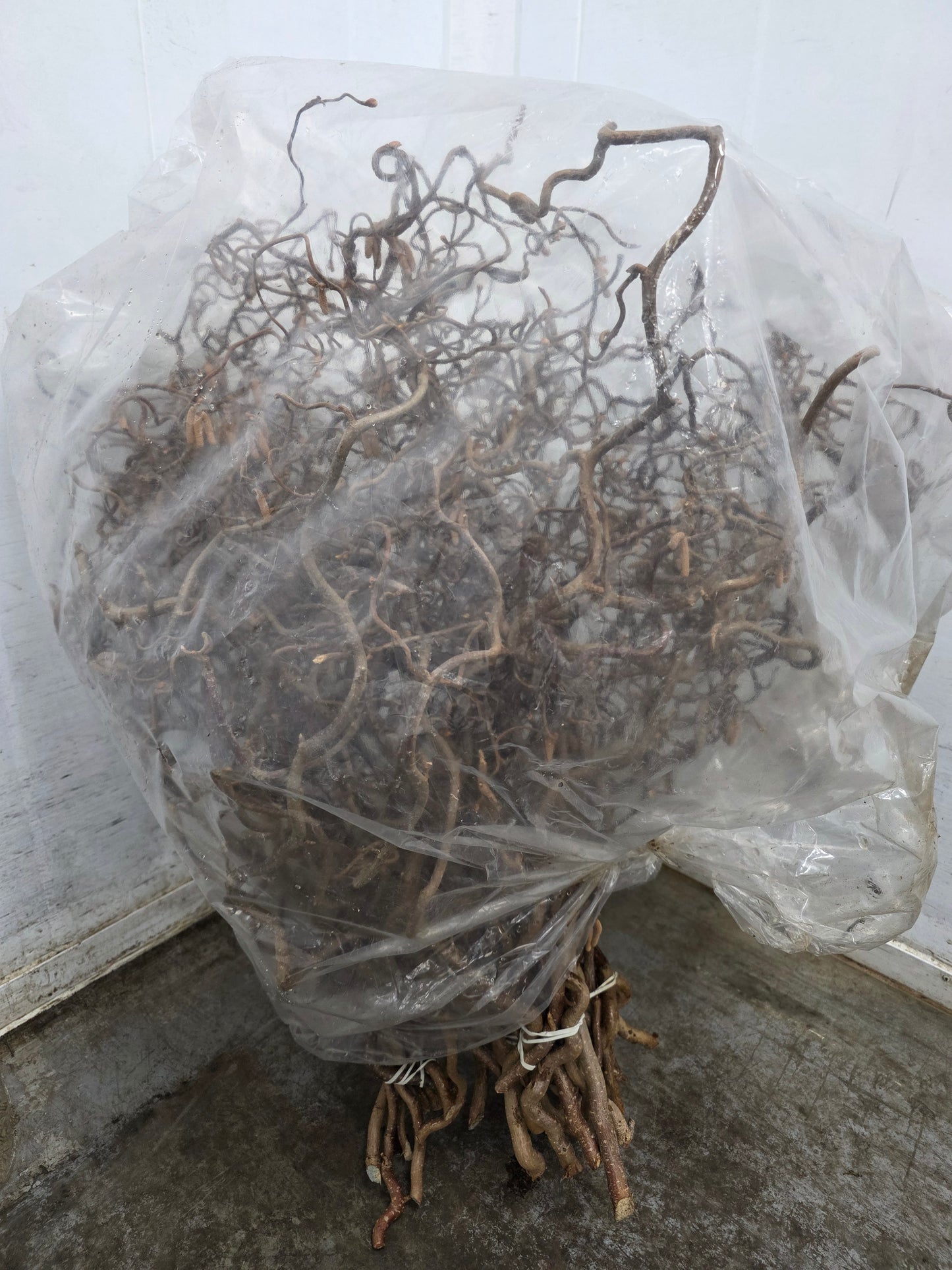 Coryl Av Contorta 2 Jarig 60cm