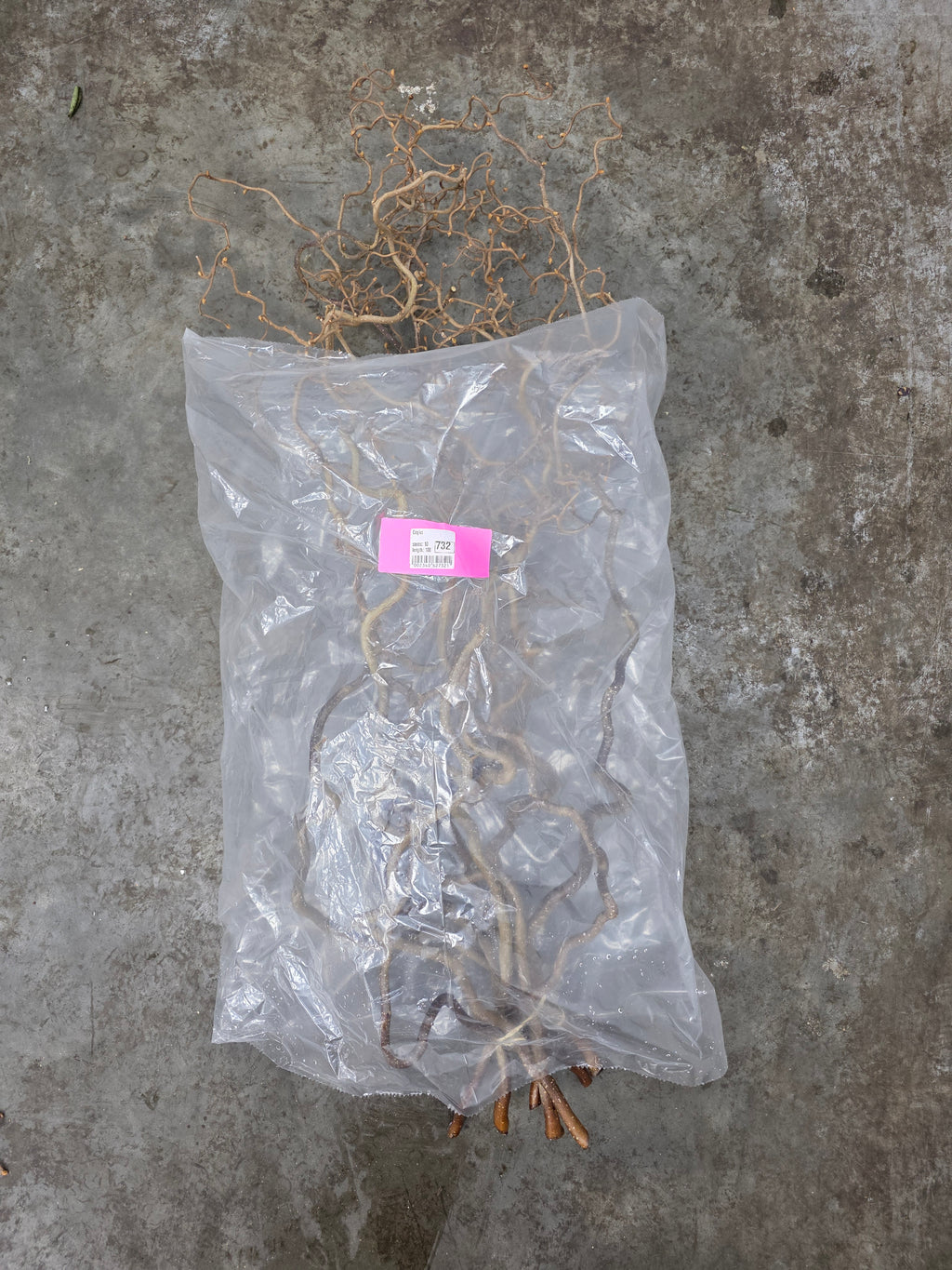 Corylus 100cm