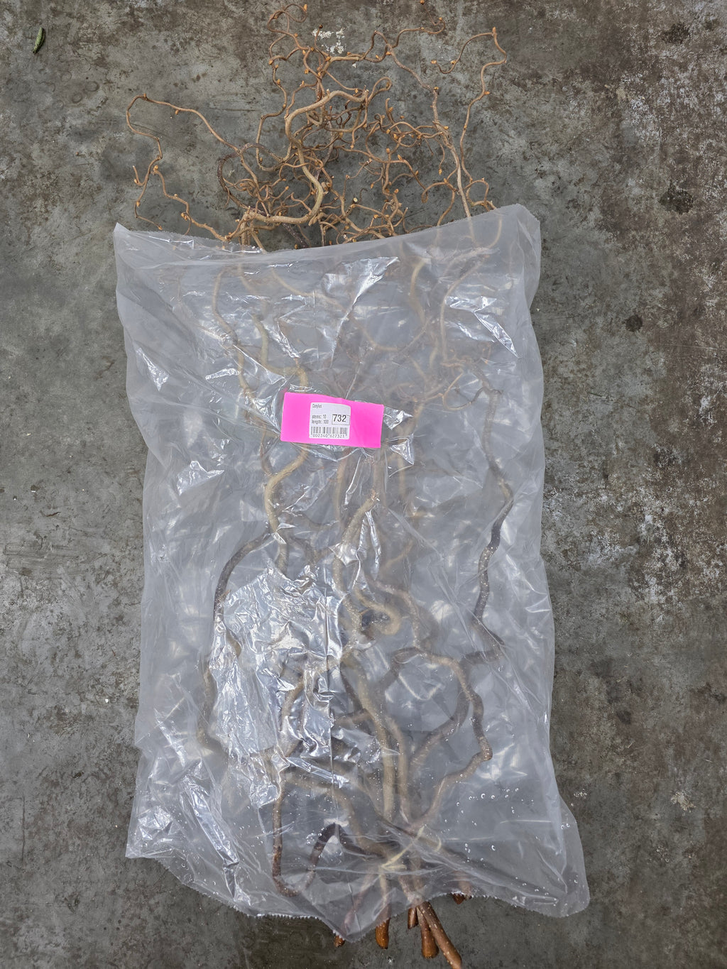 Corylus 100cm