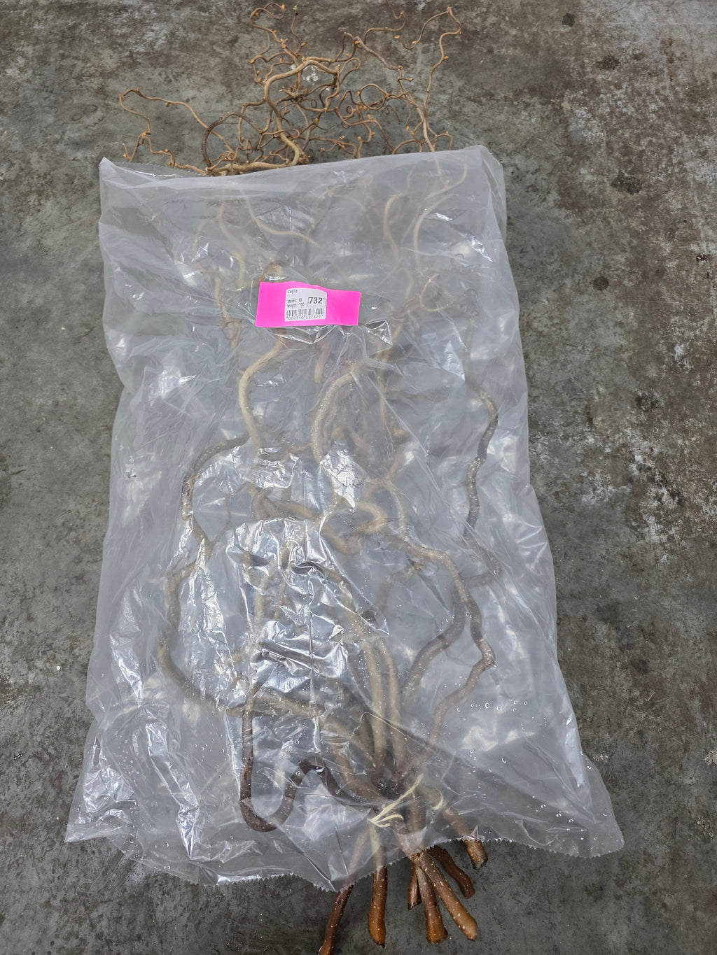 Corylus 100cm