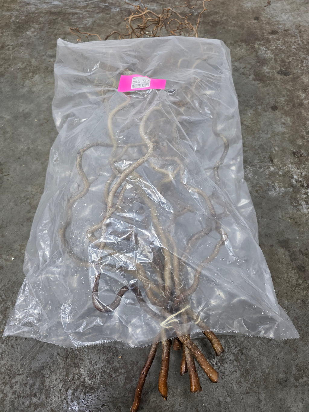 Corylus 100cm