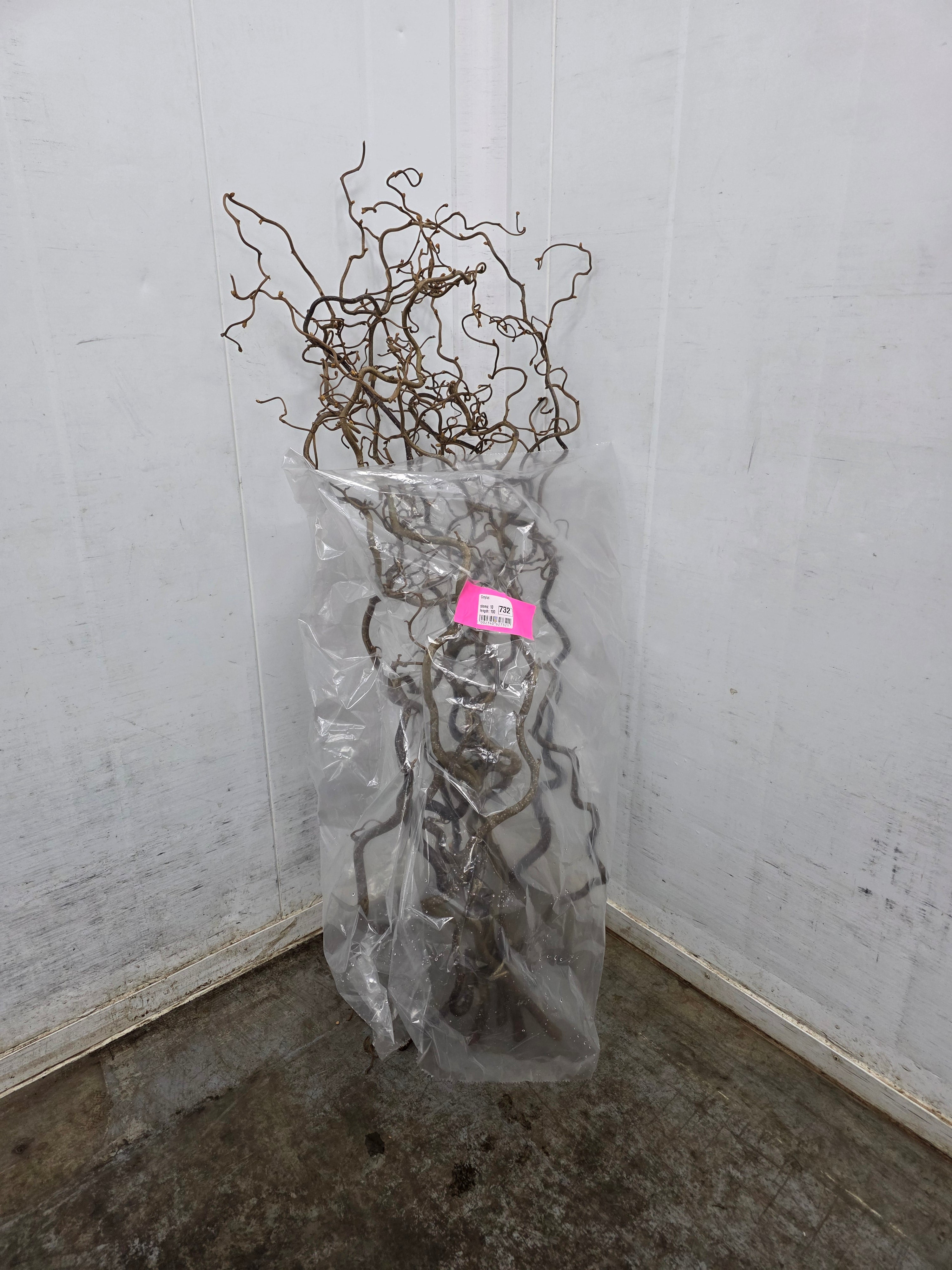 Corylus 100cm